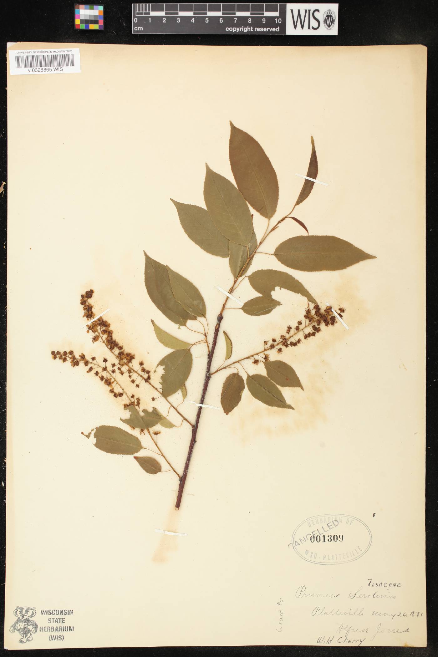 Prunus serotina image