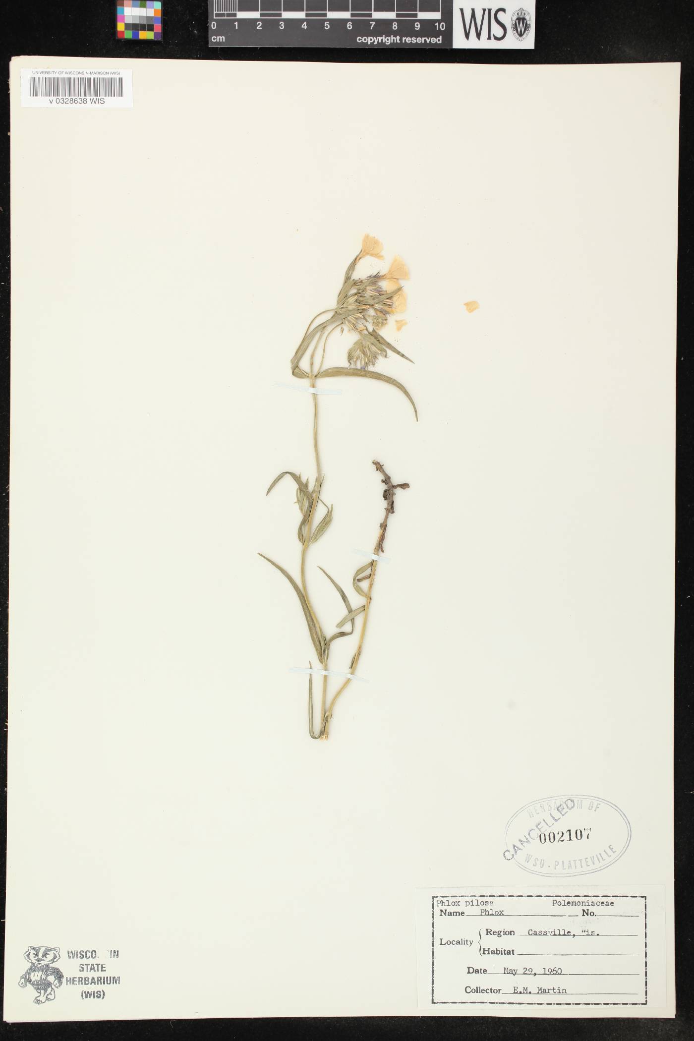 Phlox pilosa image