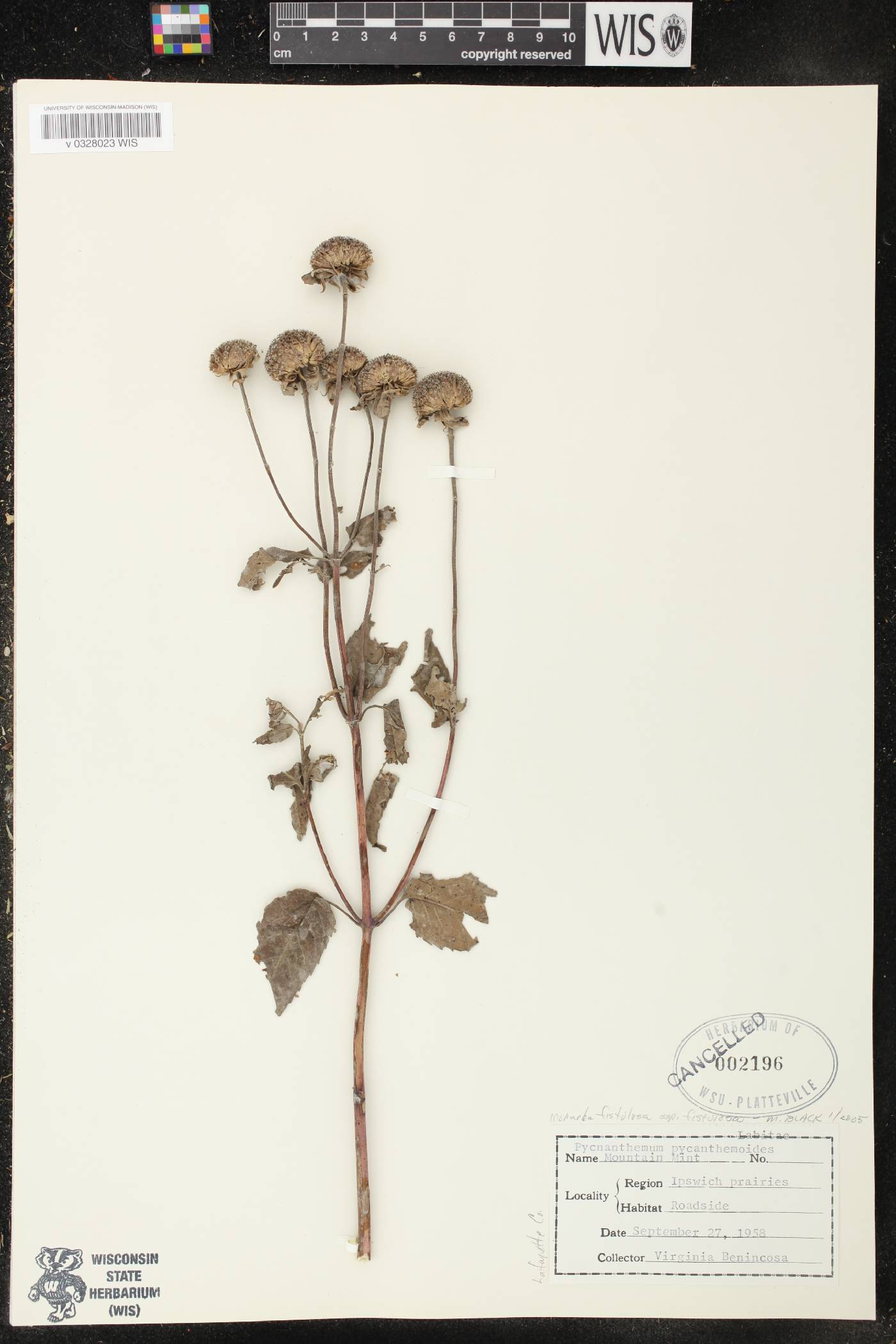 Monarda fistulosa image