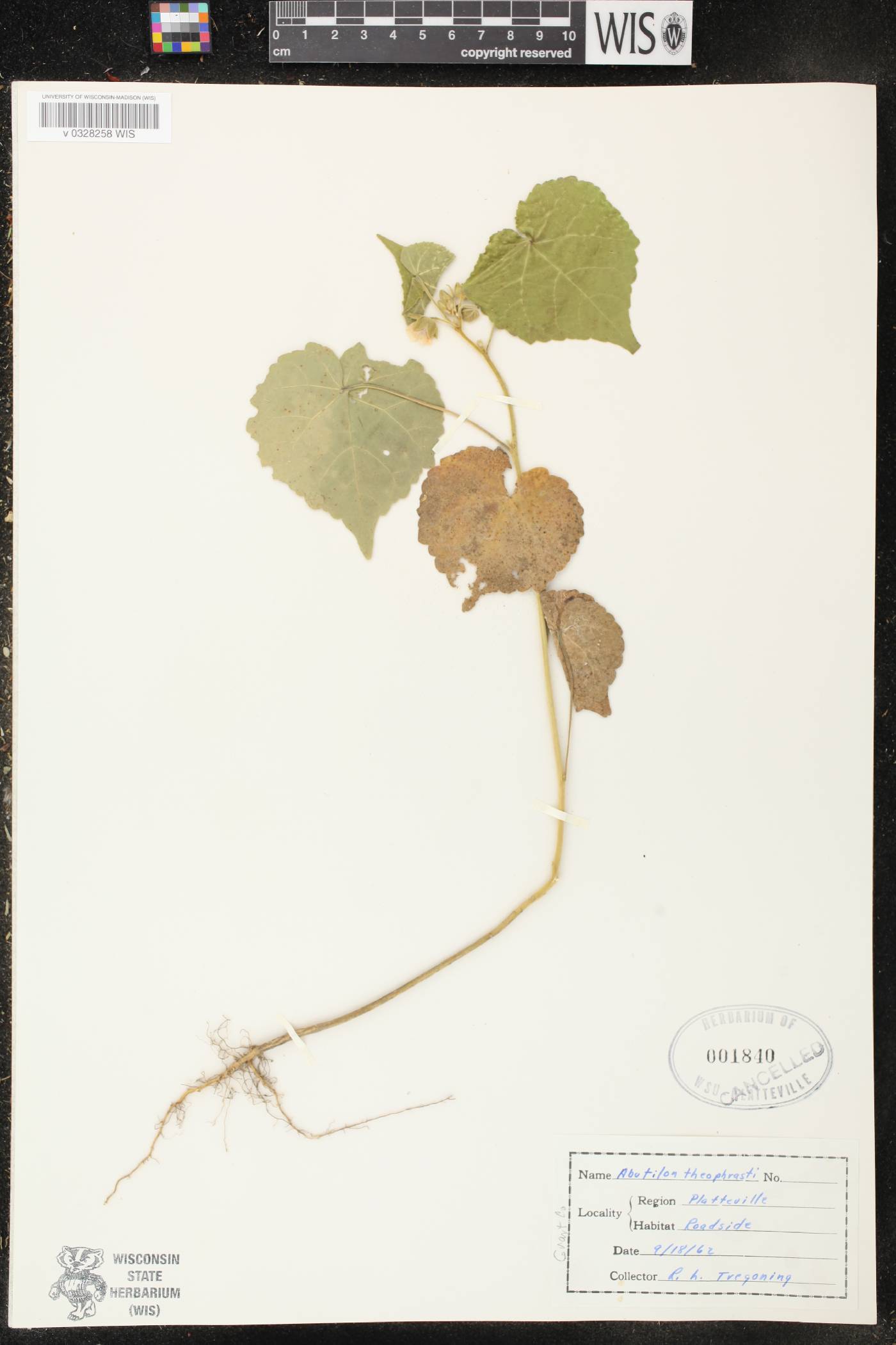 Abutilon theophrasti image