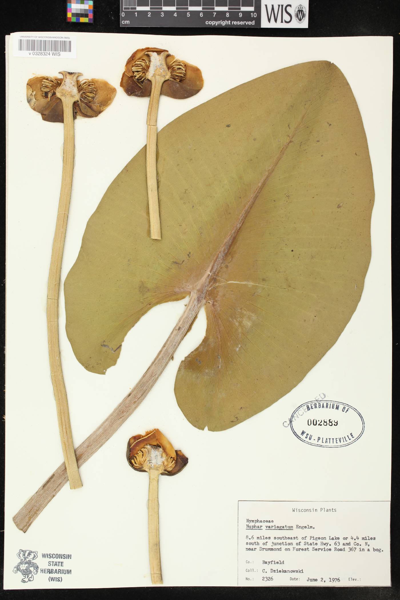 Nuphar variegata image