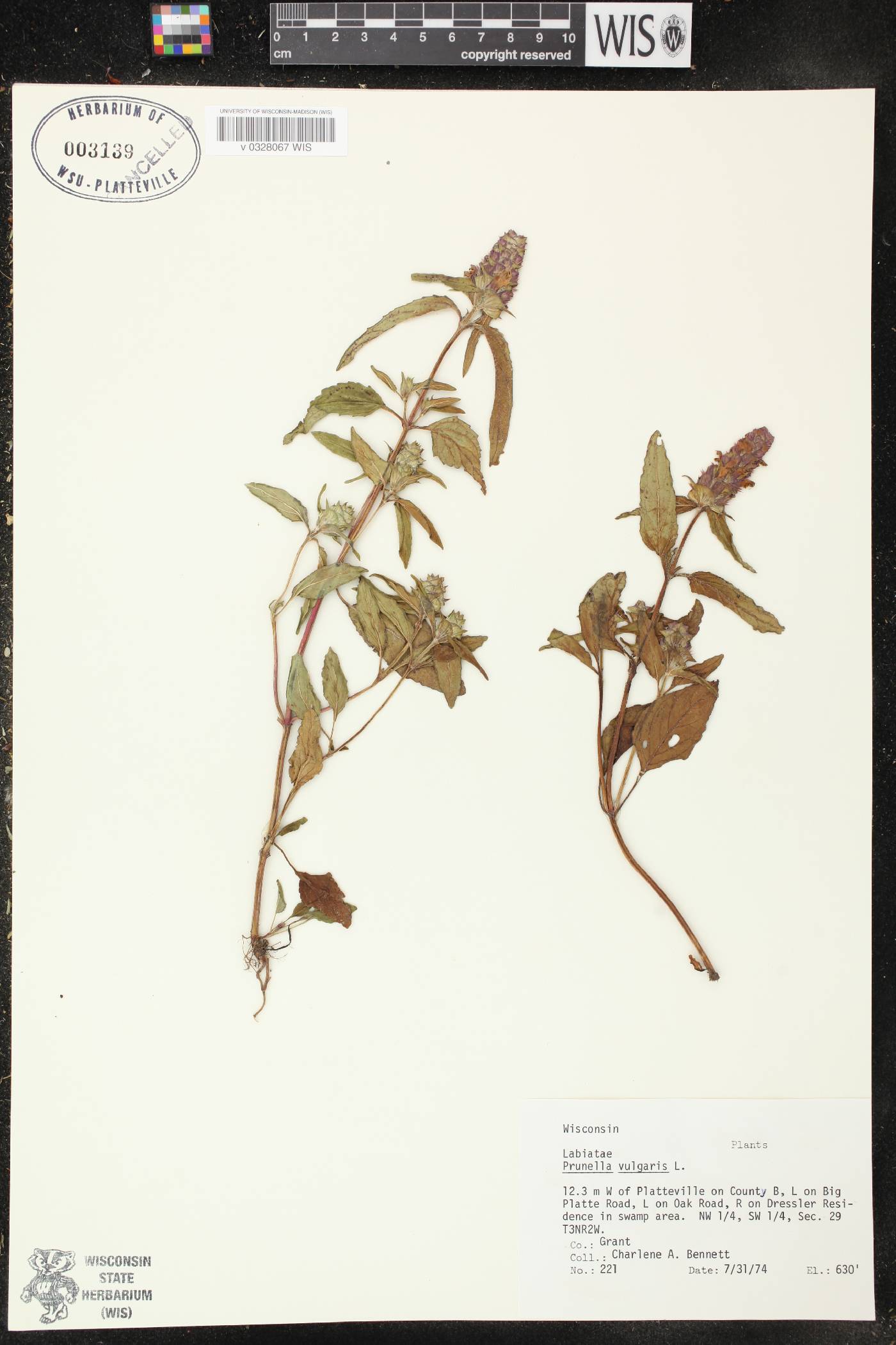 Prunella vulgaris image