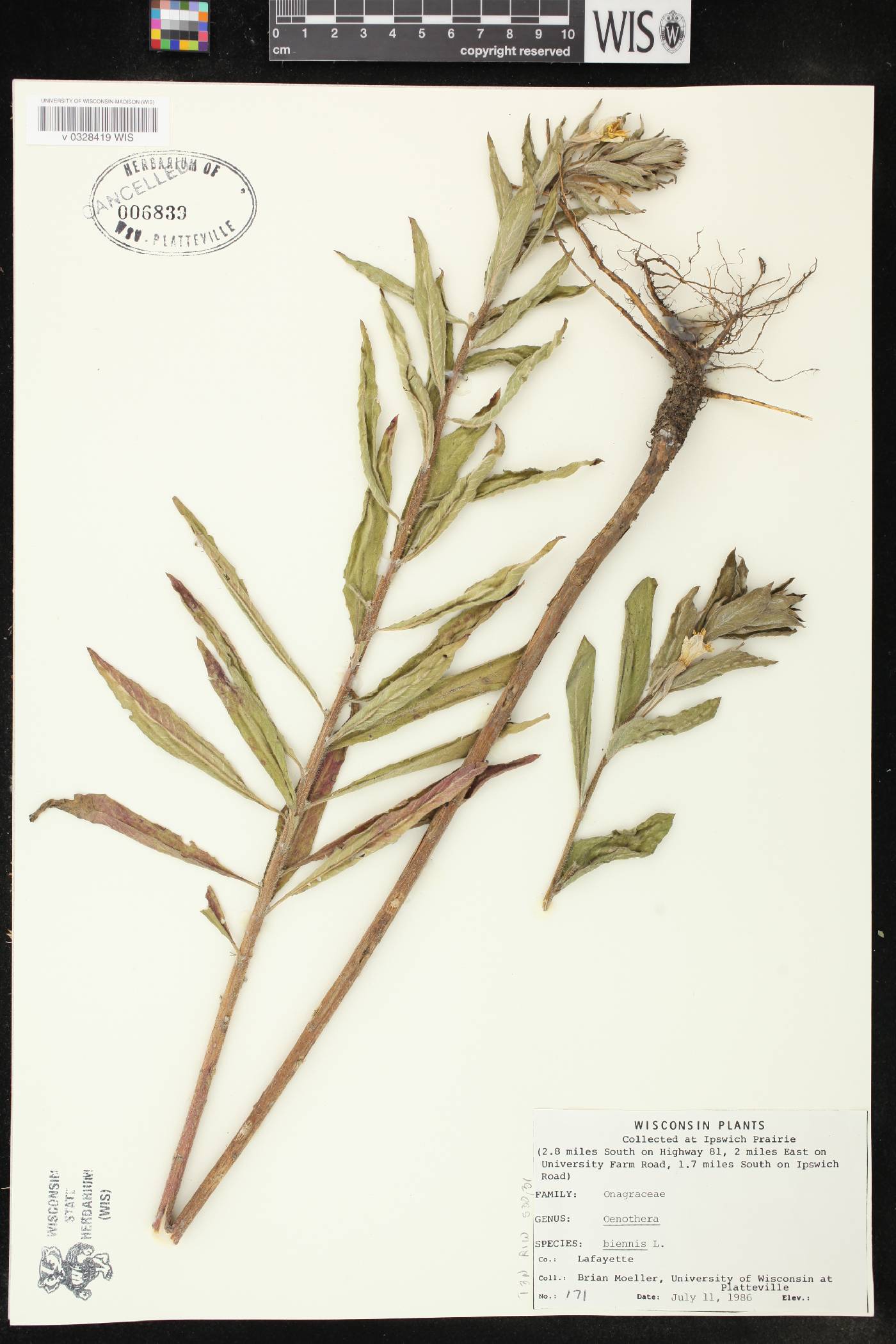 Oenothera biennis image