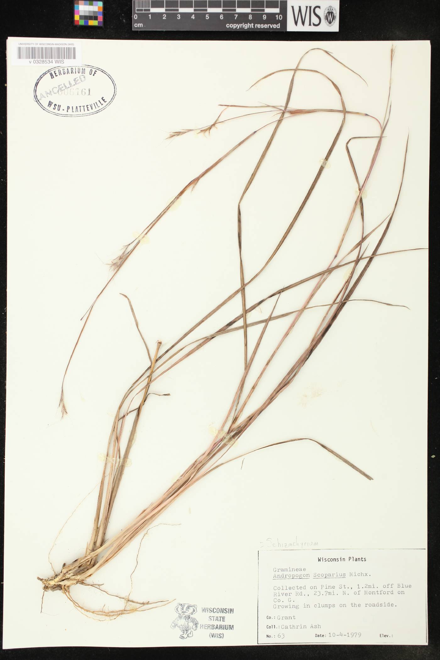 Schizachyrium scoparium image