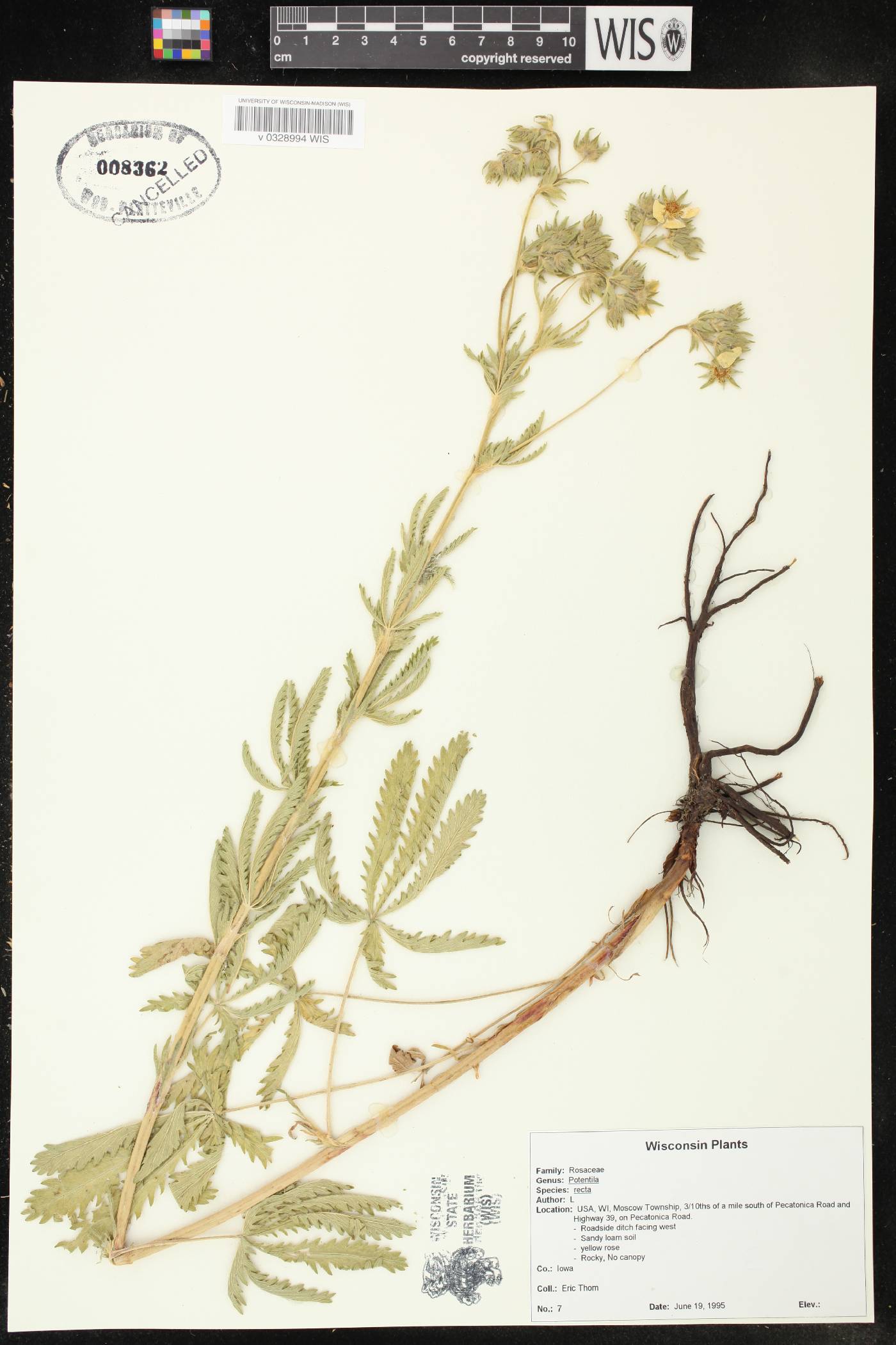 Potentilla recta image