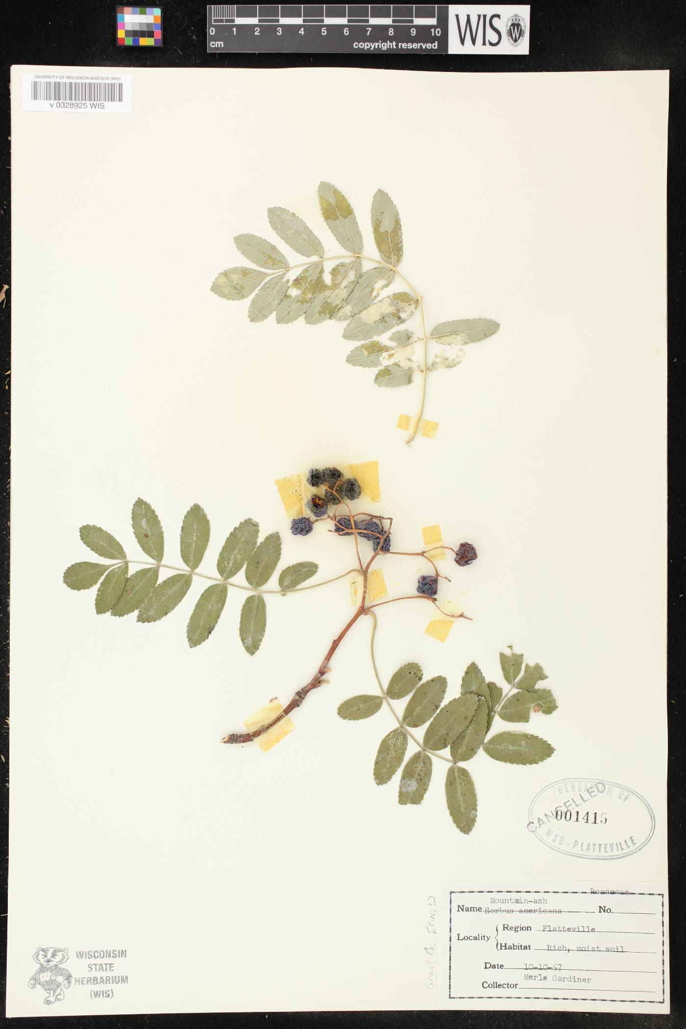 Sorbus americana image