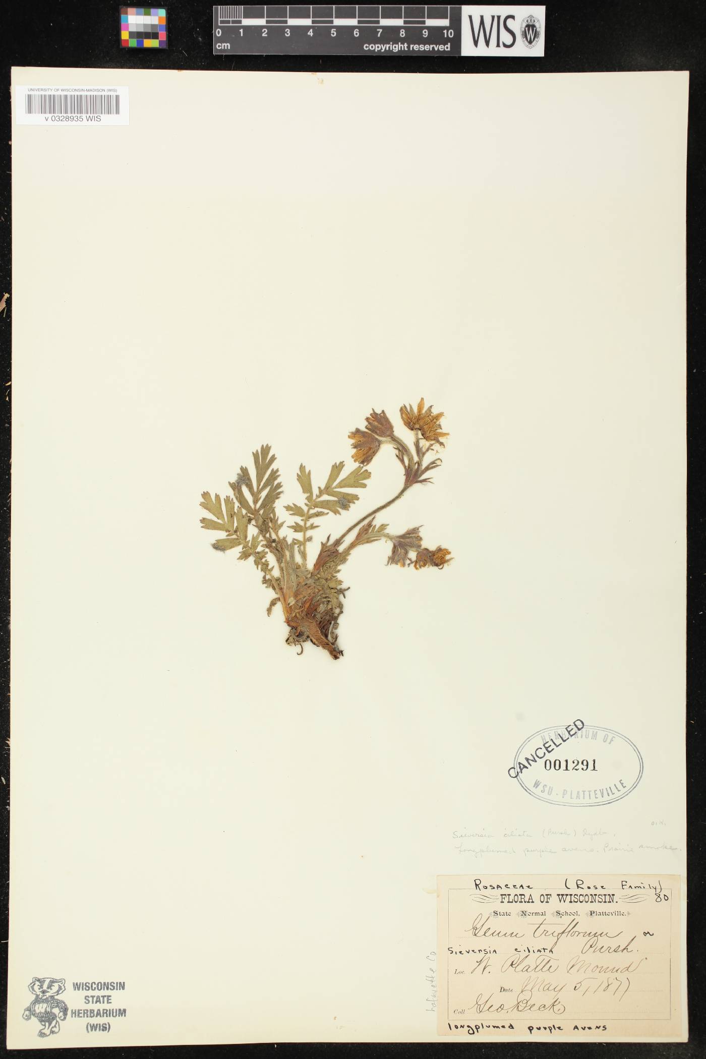 Geum triflorum var. triflorum image