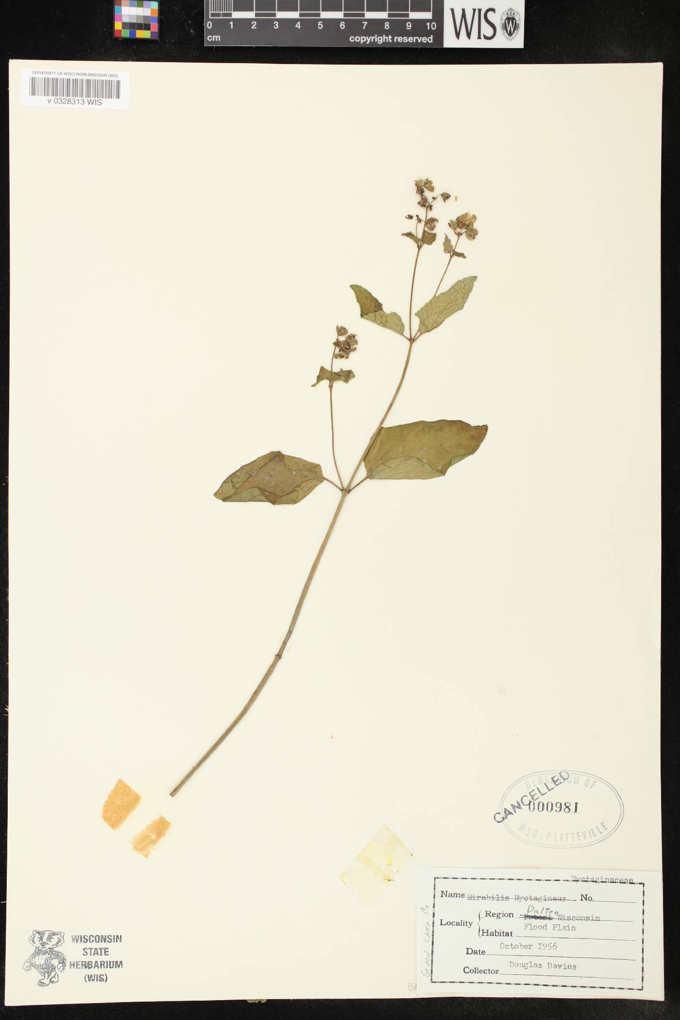 Mirabilis nyctaginea image