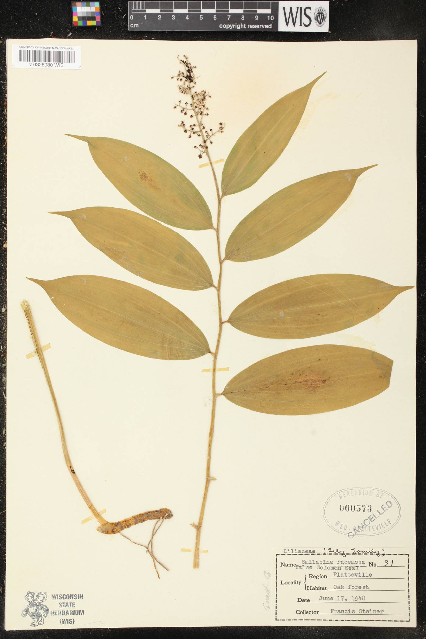 Maianthemum racemosum image