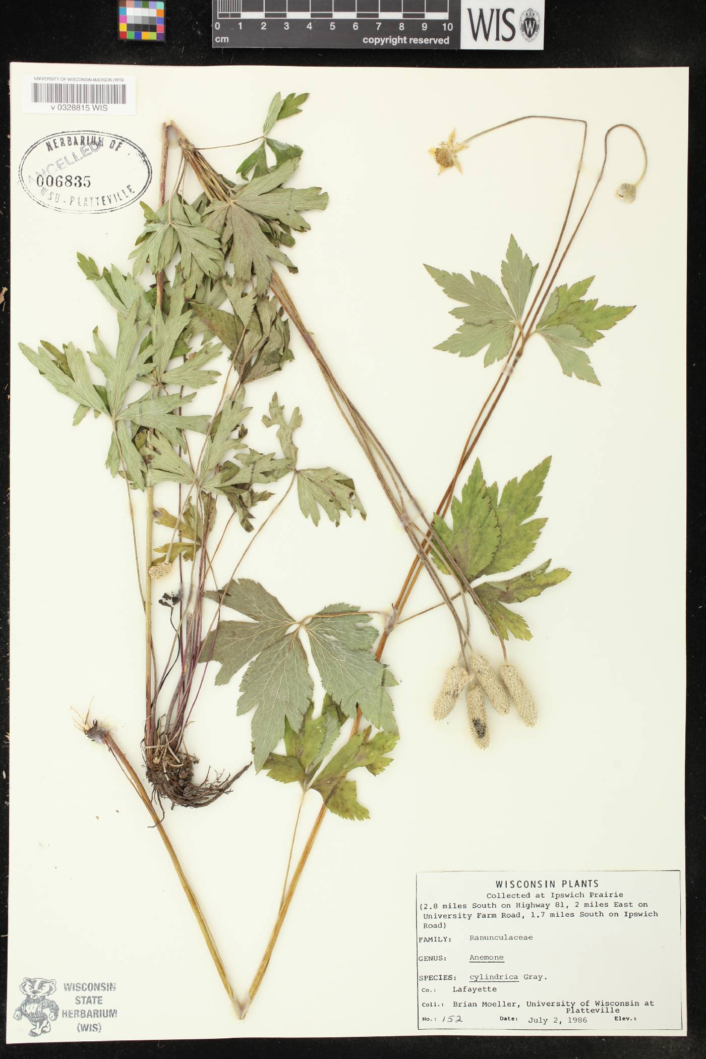Anemone cylindrica image