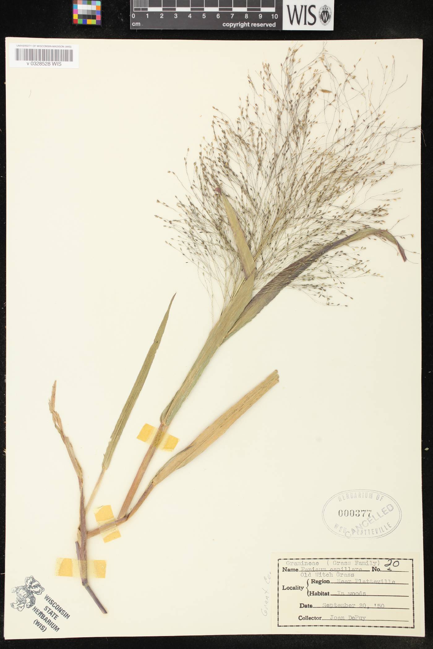 Panicum capillare image