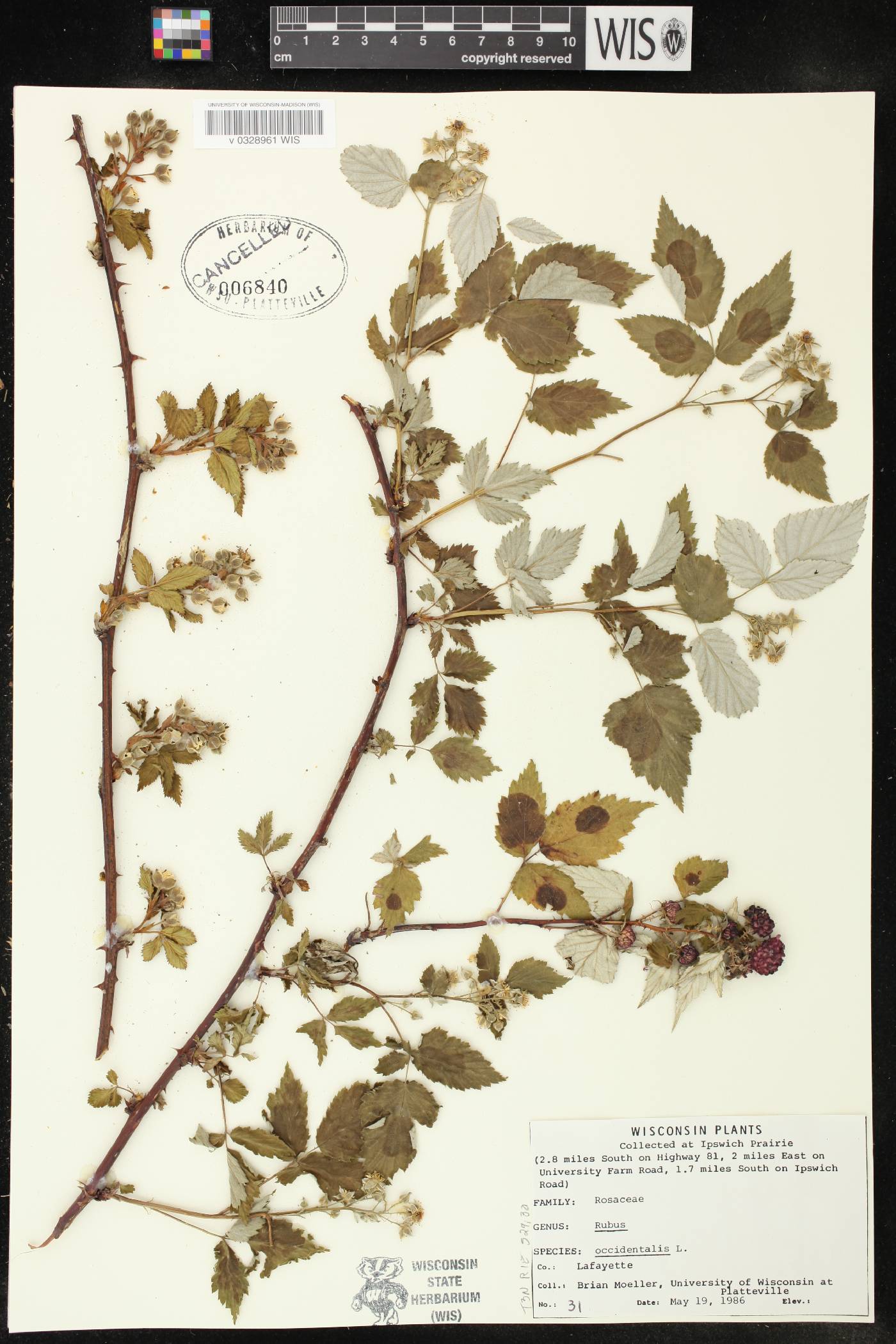 Rubus occidentalis image