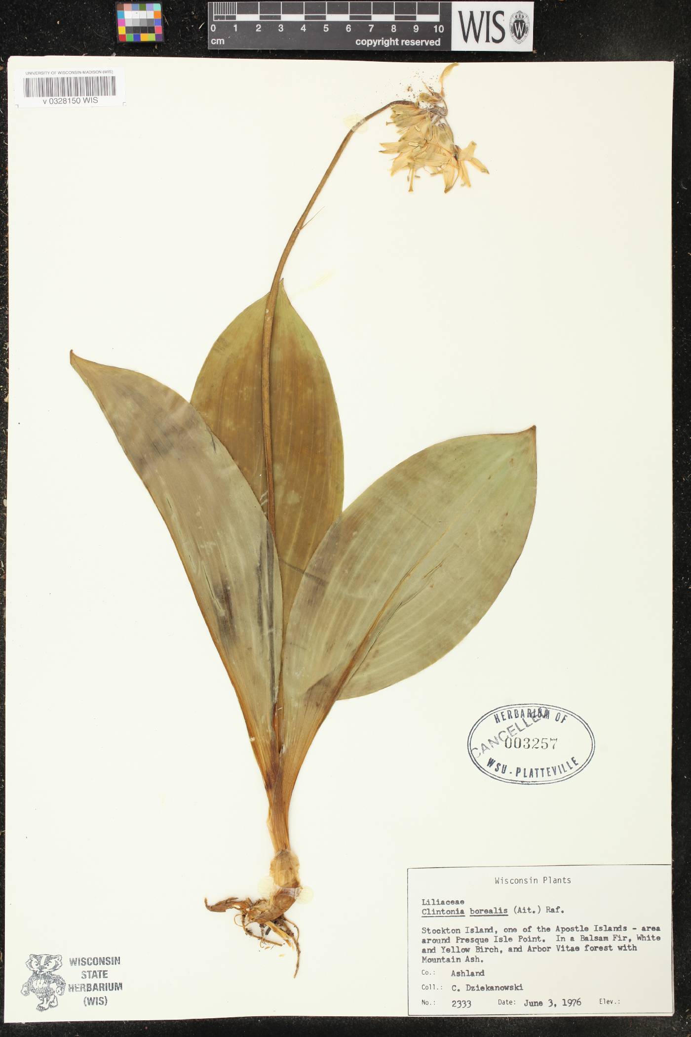 Clintonia borealis image