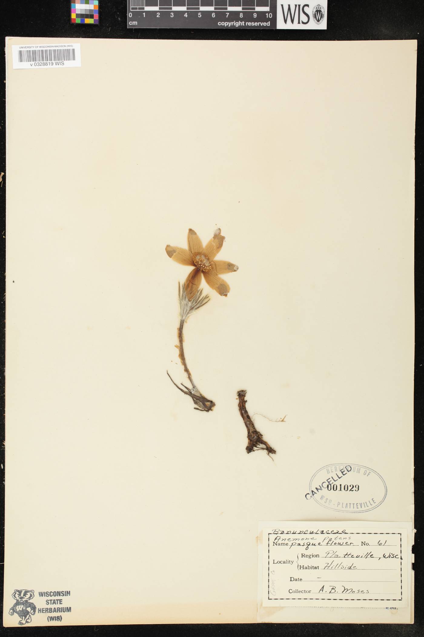 Anemone patens var. multifida image