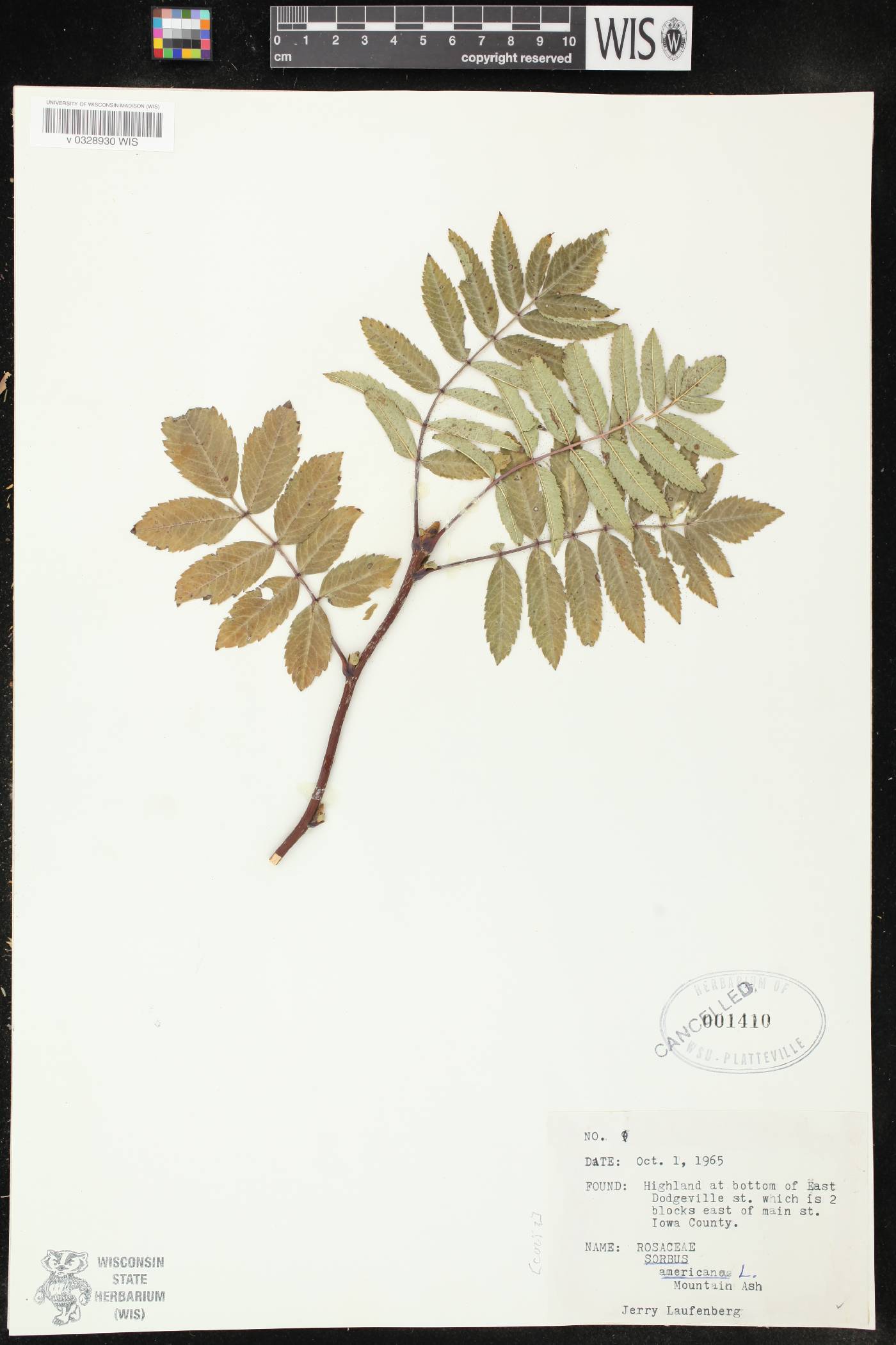 Sorbus americana image