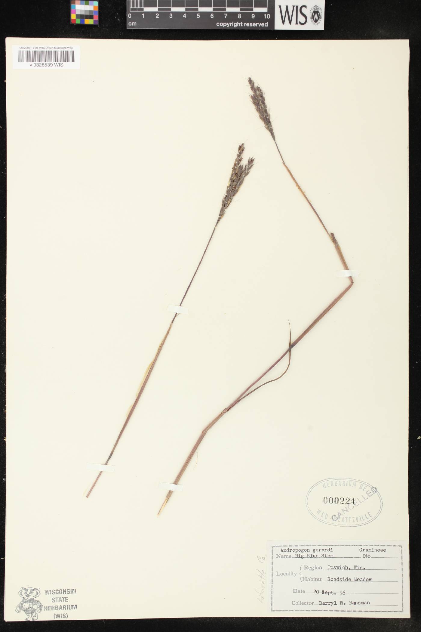 Andropogon gerardii image