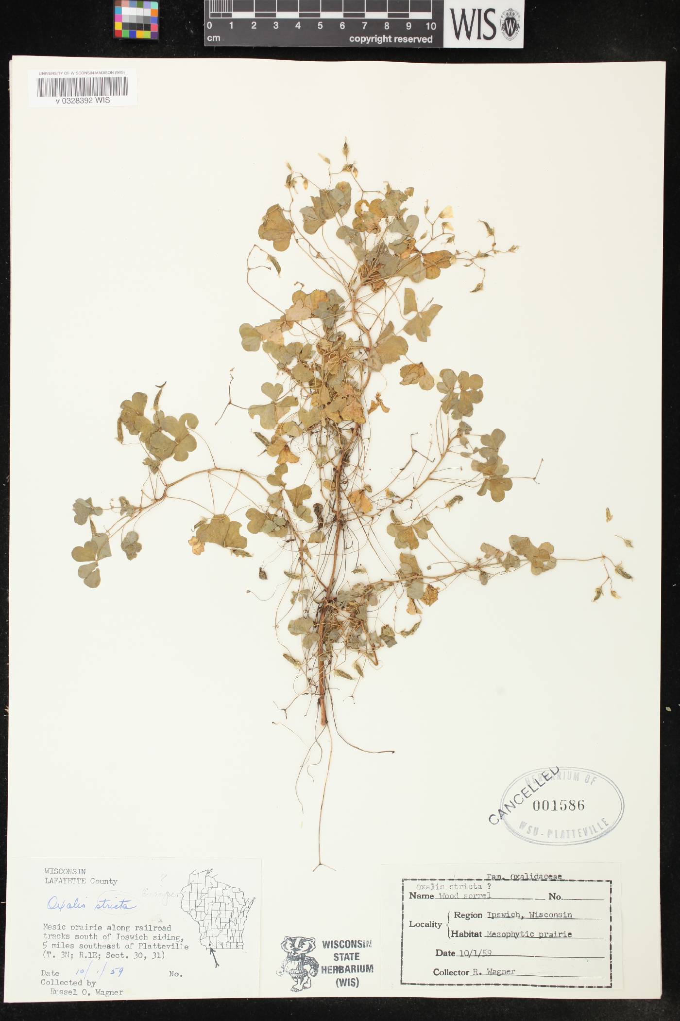 Oxalis stricta image