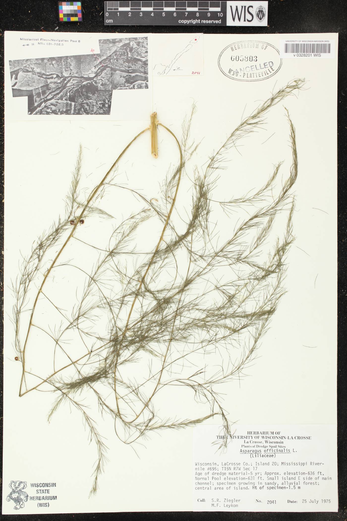 Asparagus officinalis image