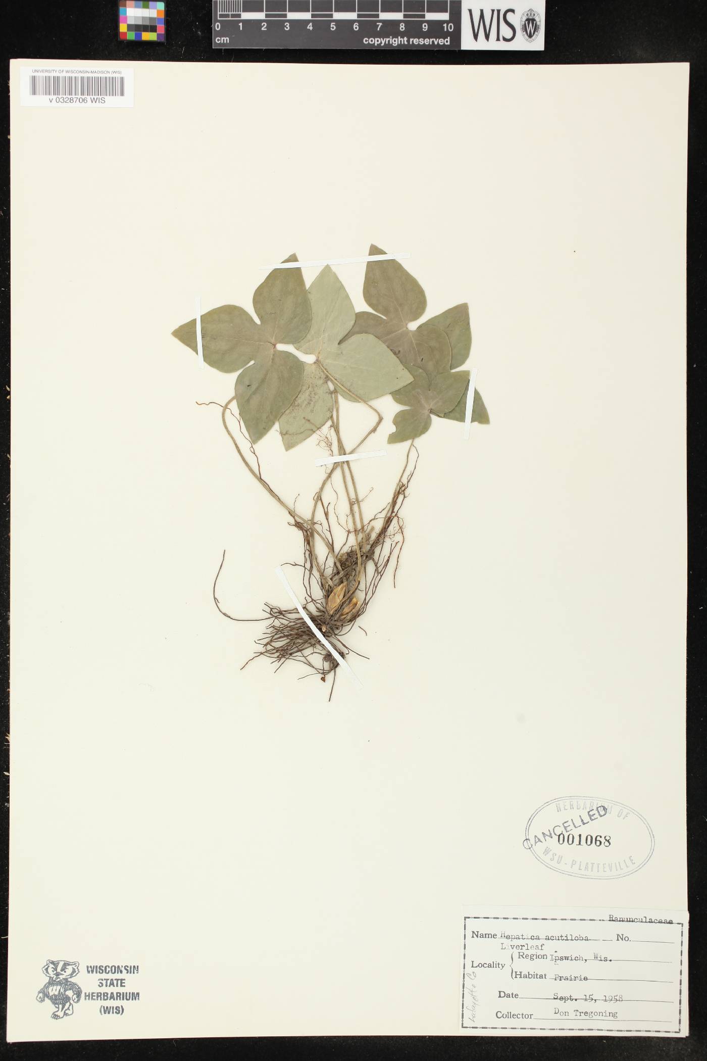 Anemone acutiloba image