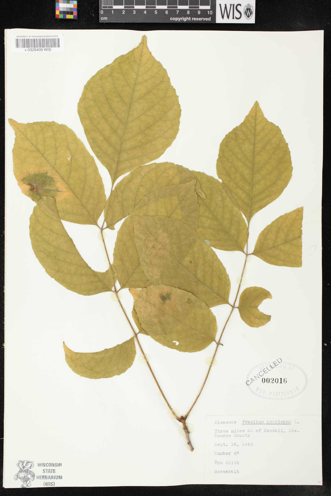 Fraxinus americana image