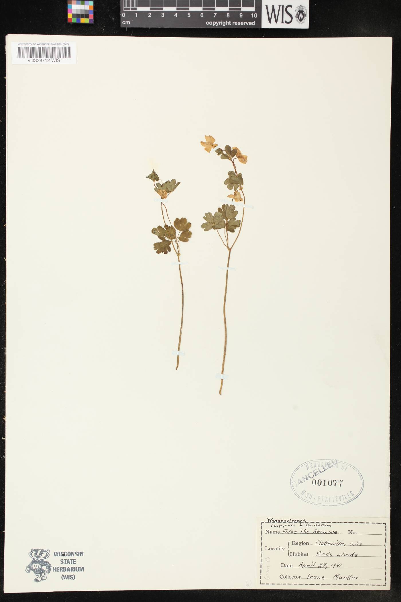 Enemion biternatum image