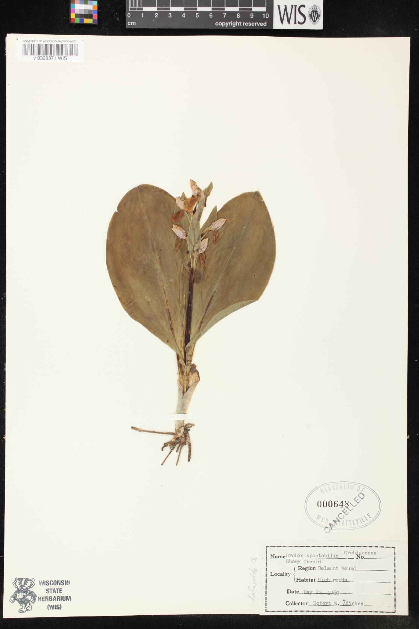 Galearis spectabilis image