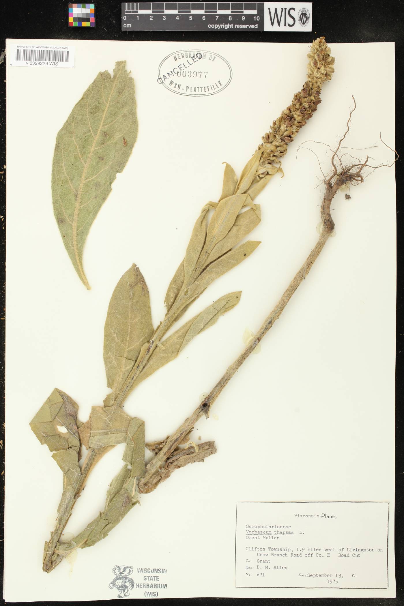 Verbascum thapsus image