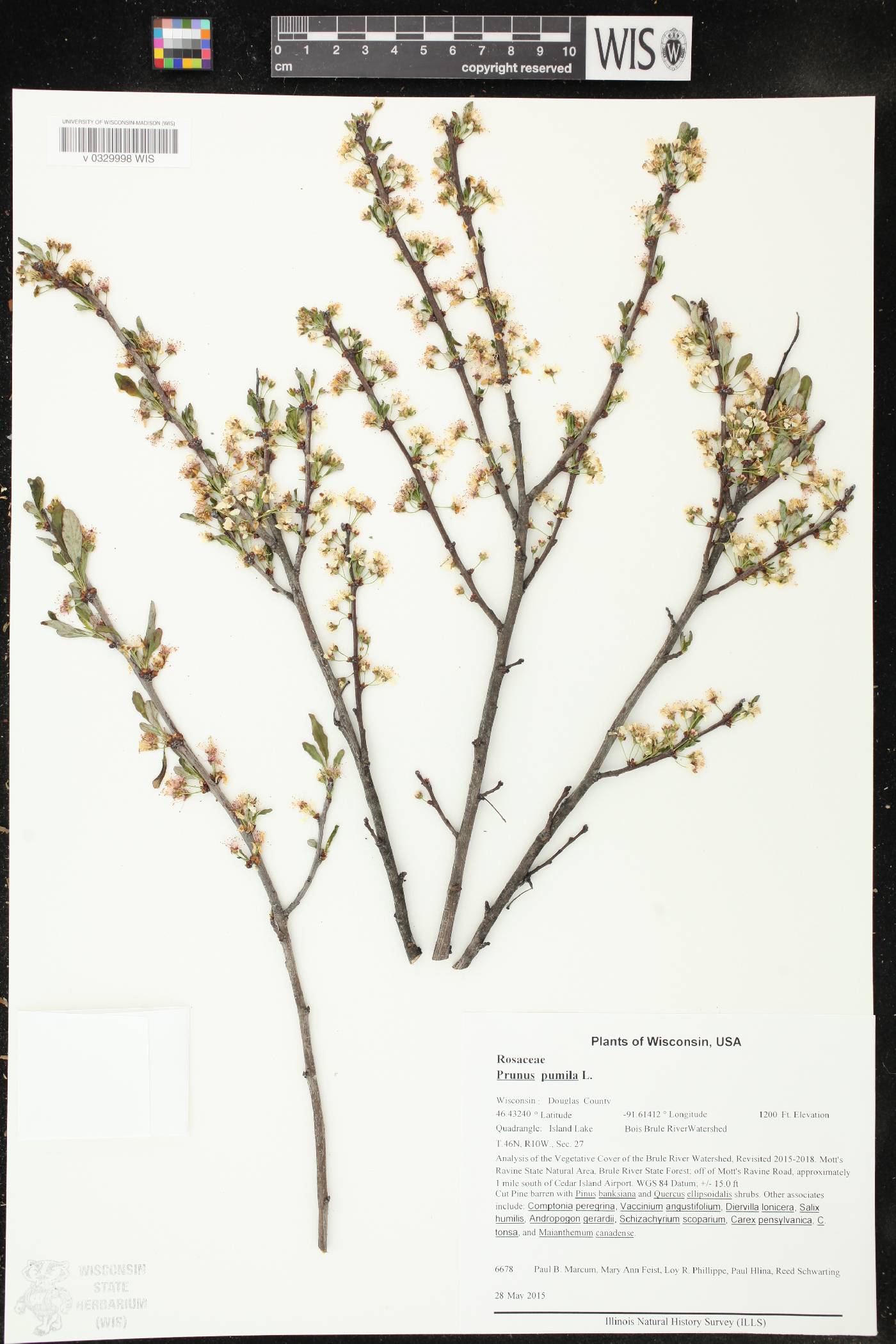 Prunus pumila image