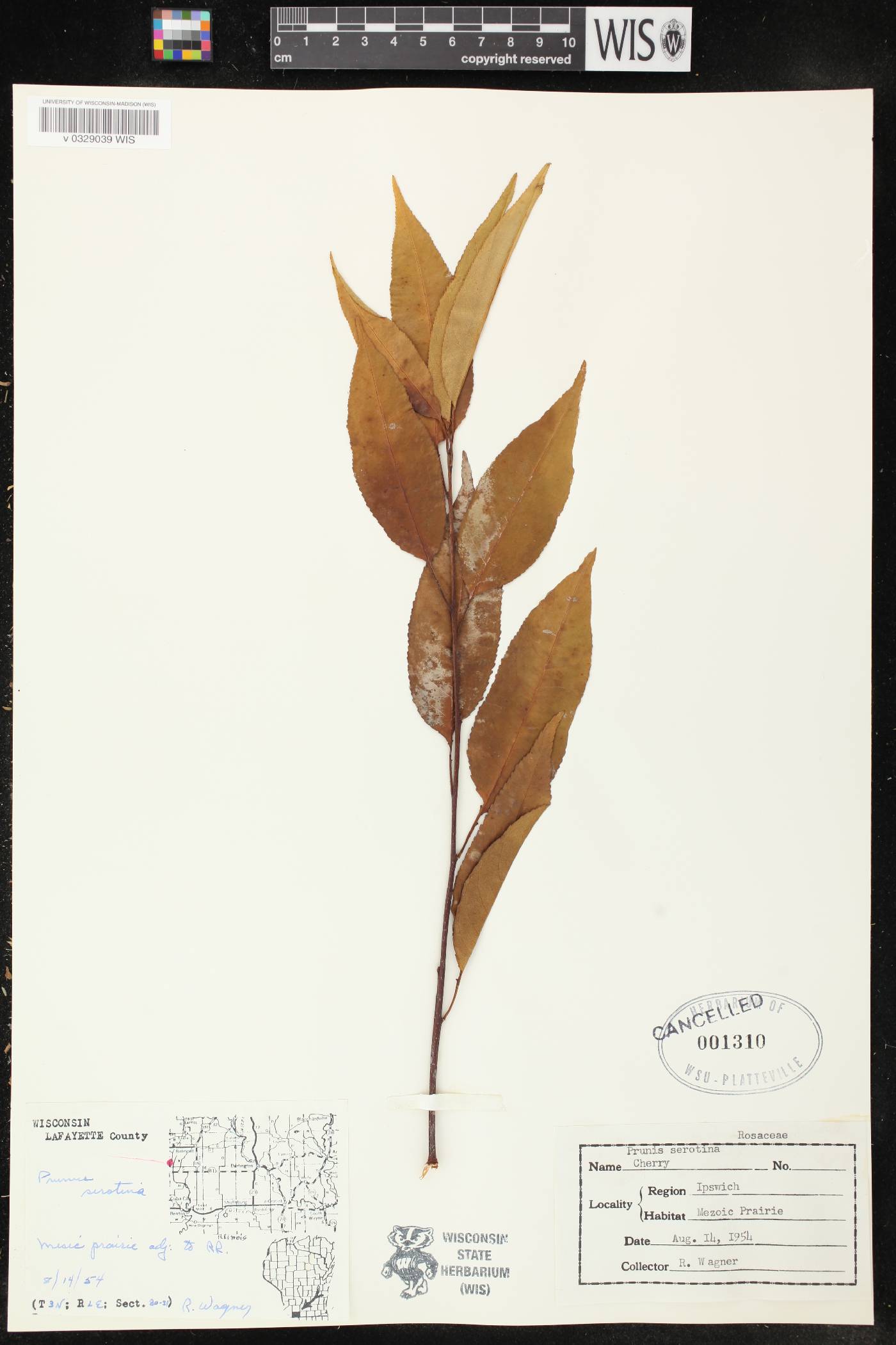 Prunus serotina image