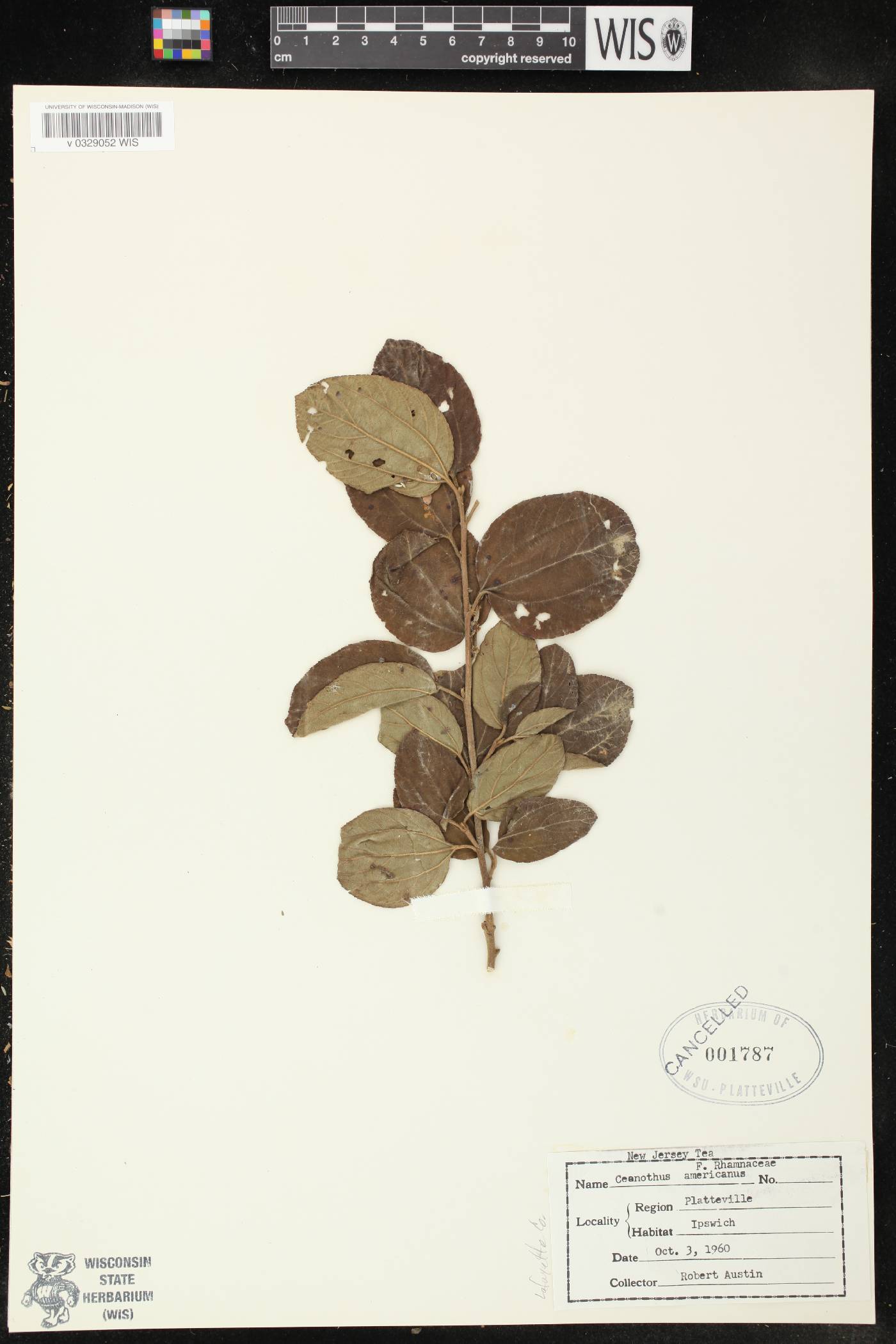 Ceanothus americanus image