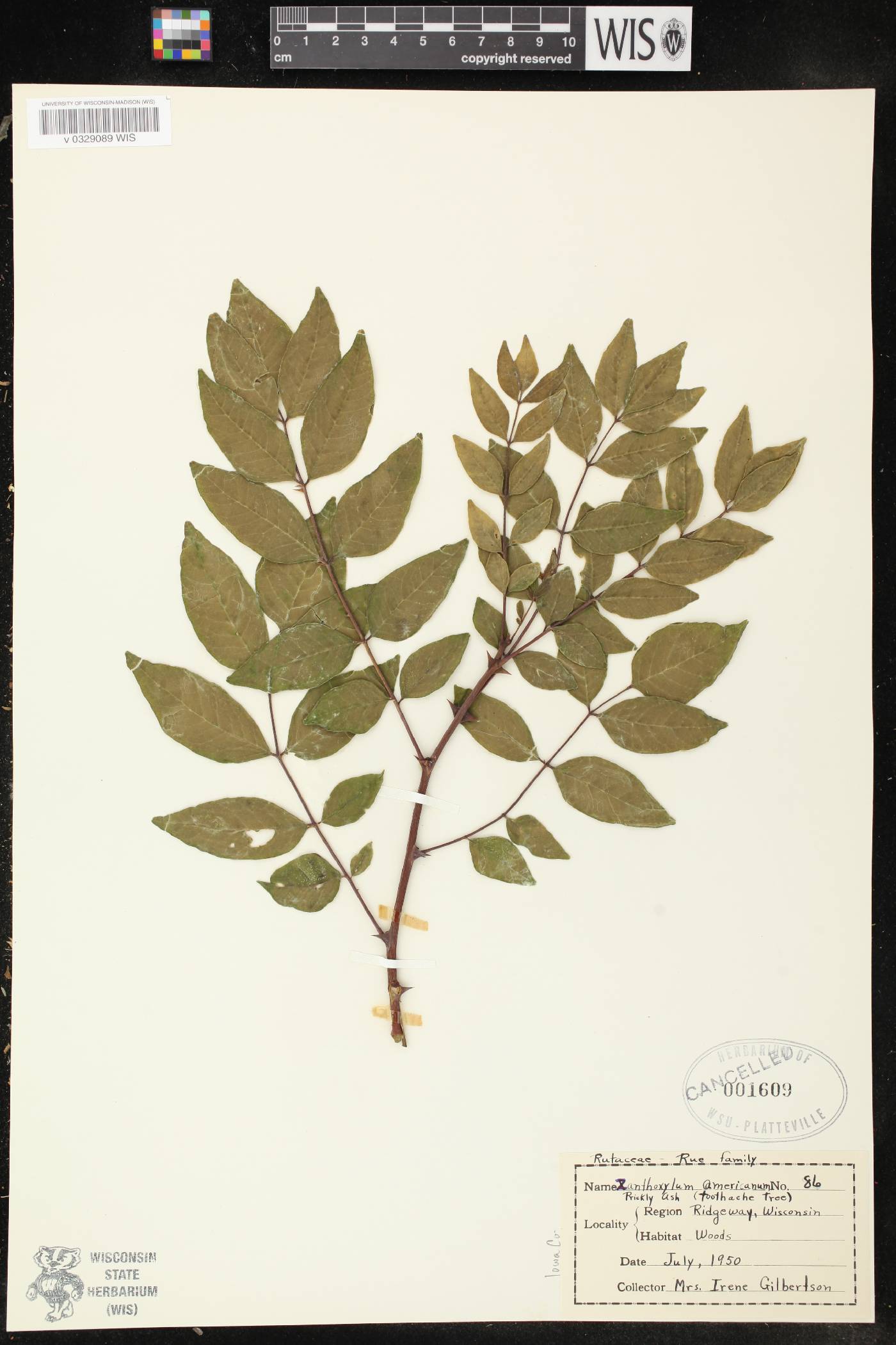 Zanthoxylum americanum image
