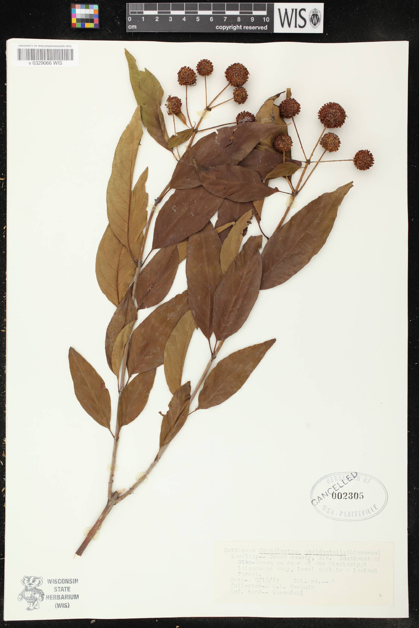 Cephalanthus occidentalis image