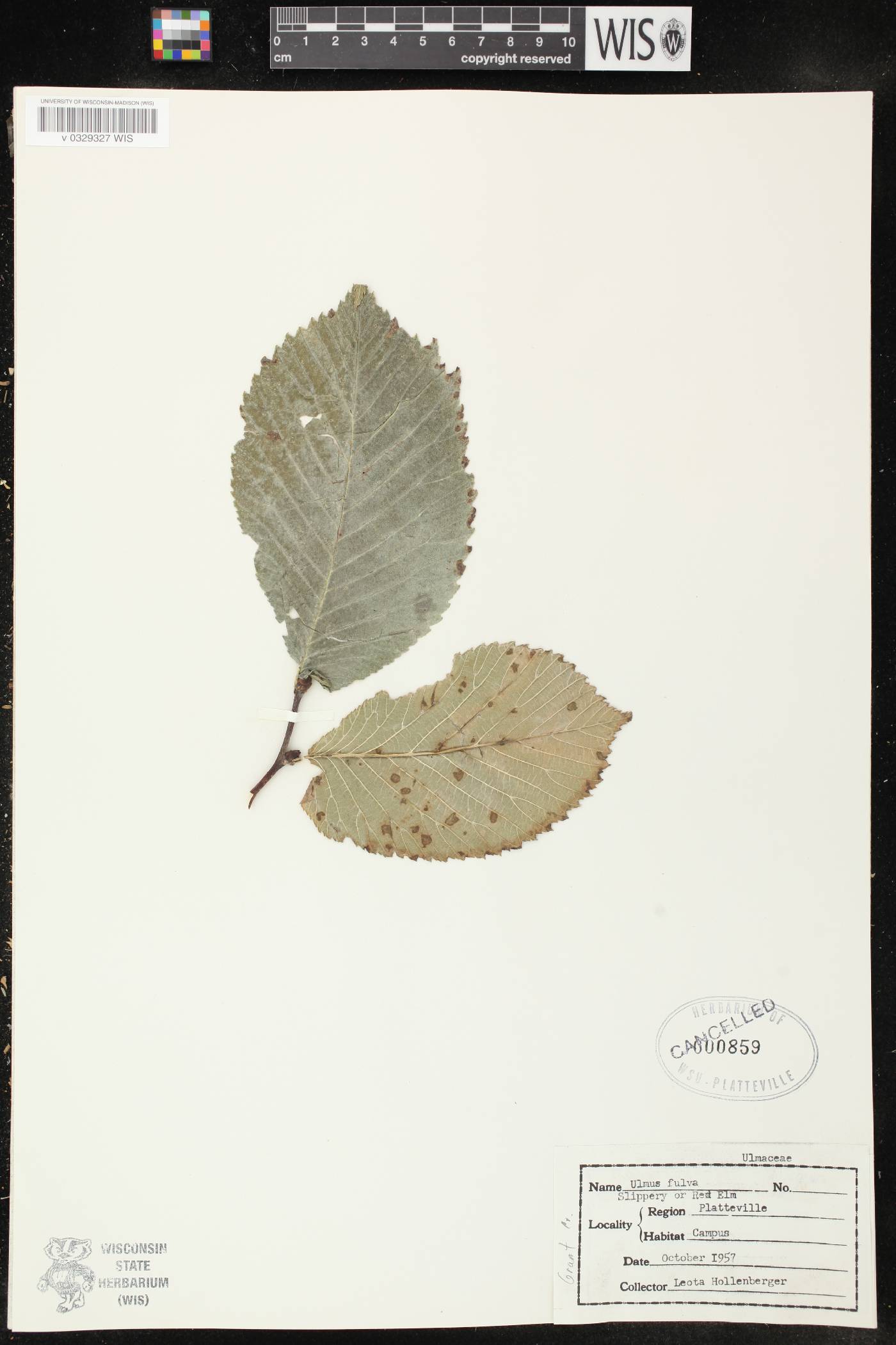 Ulmus rubra image