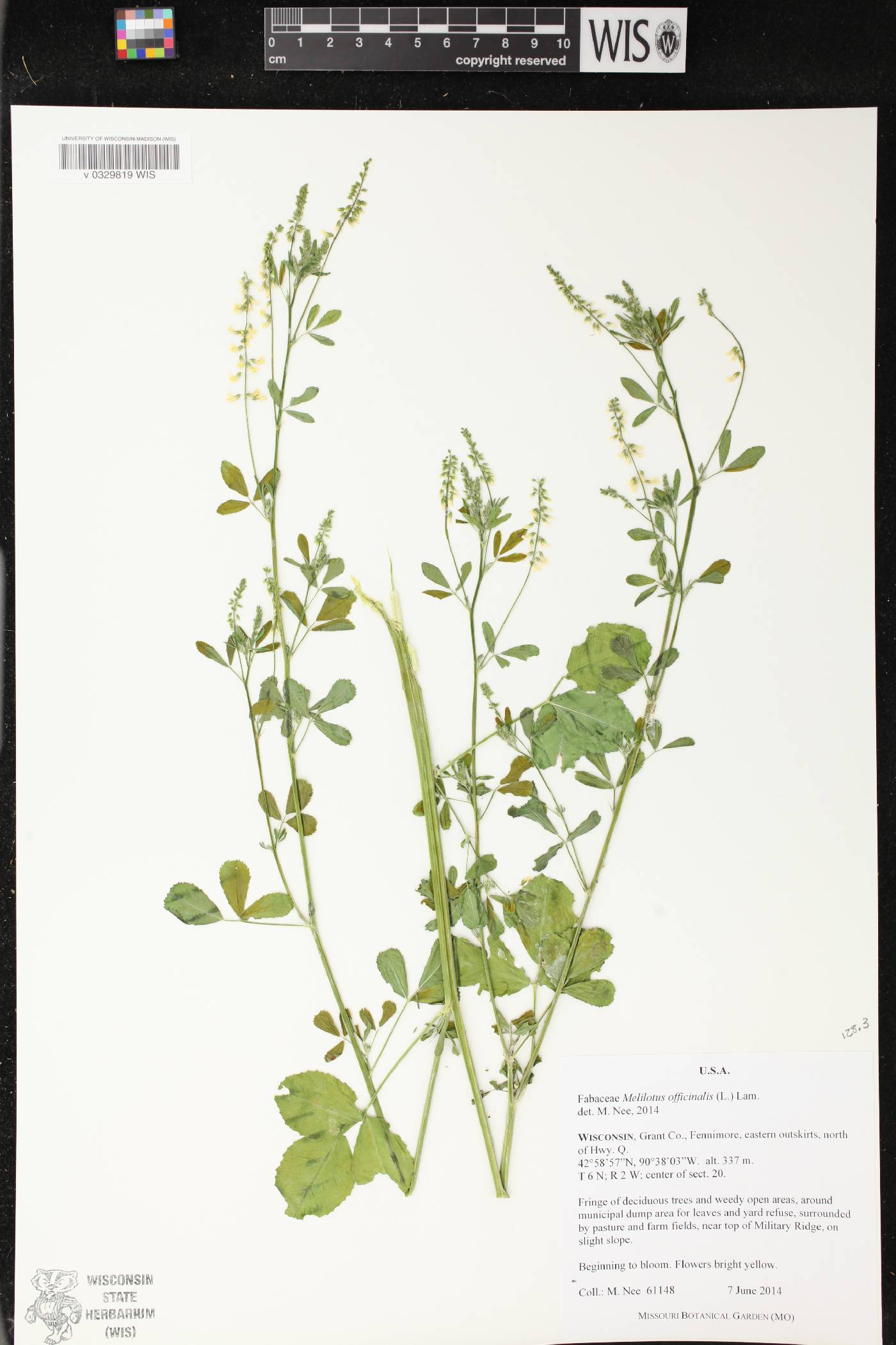 Melilotus officinalis image