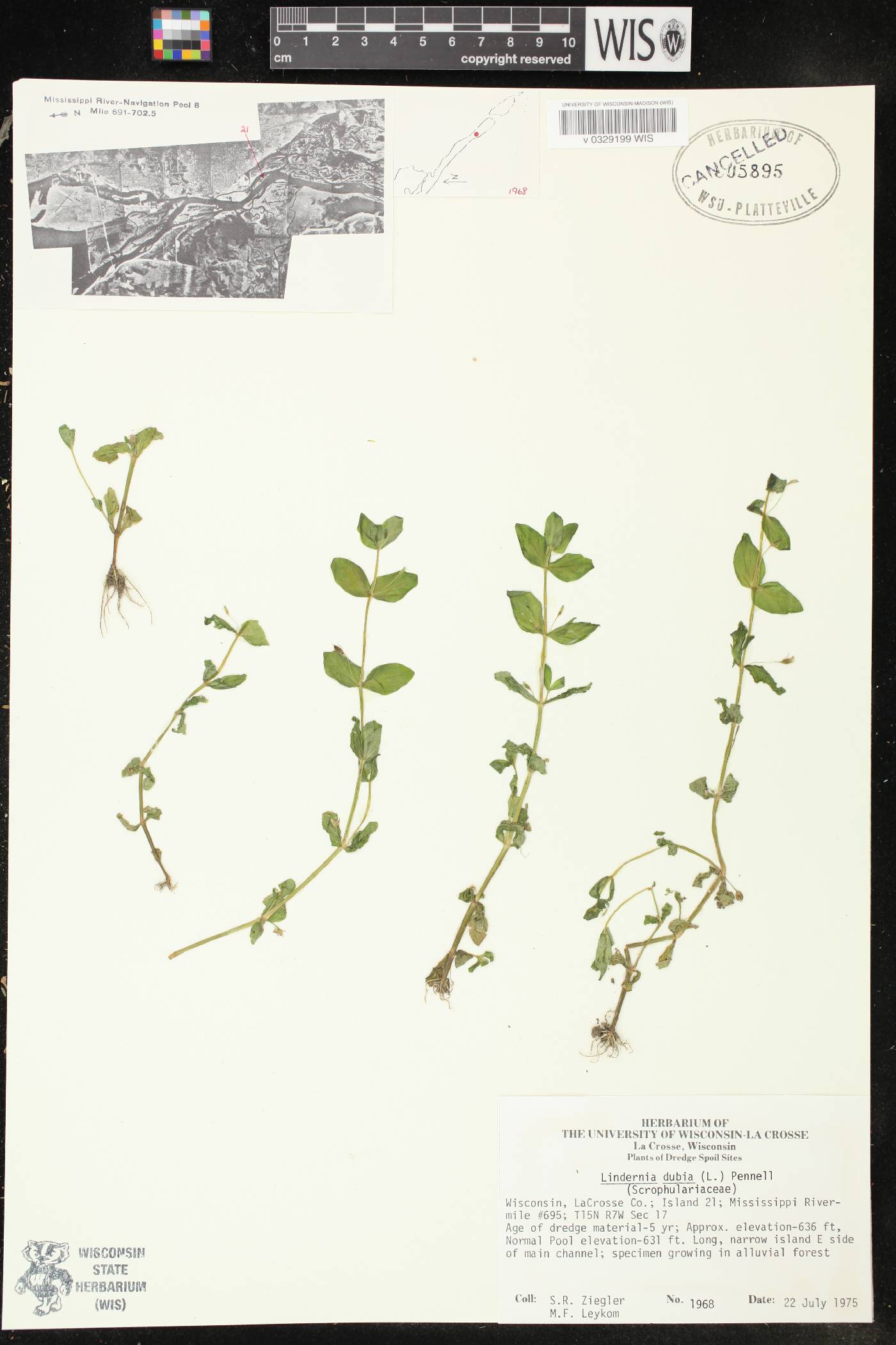 Lindernia dubia image