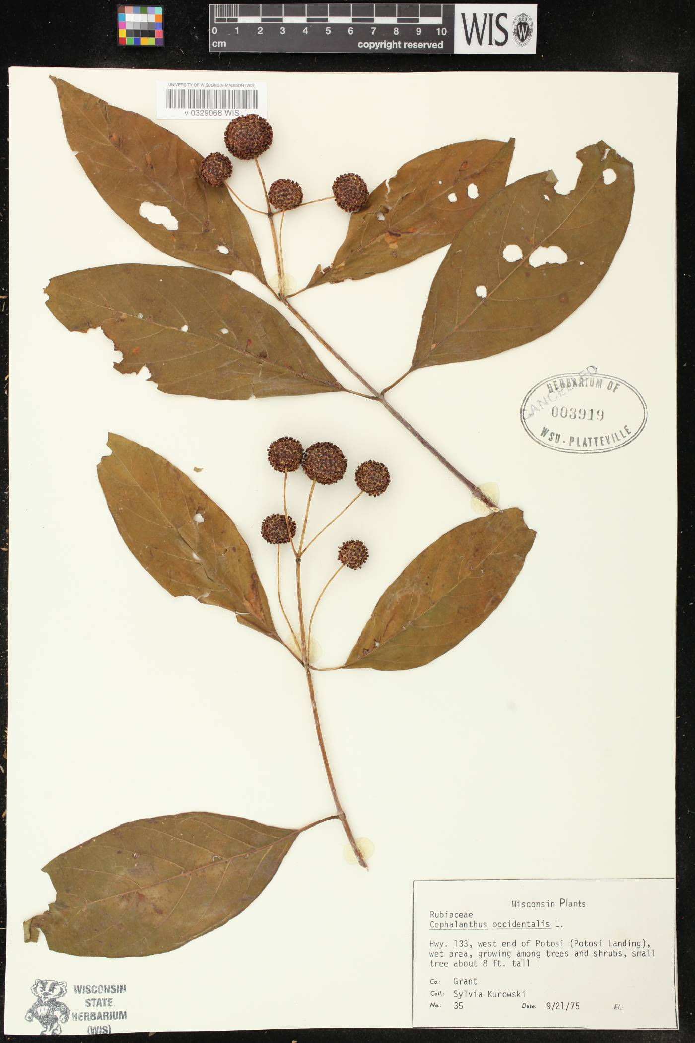 Cephalanthus occidentalis image