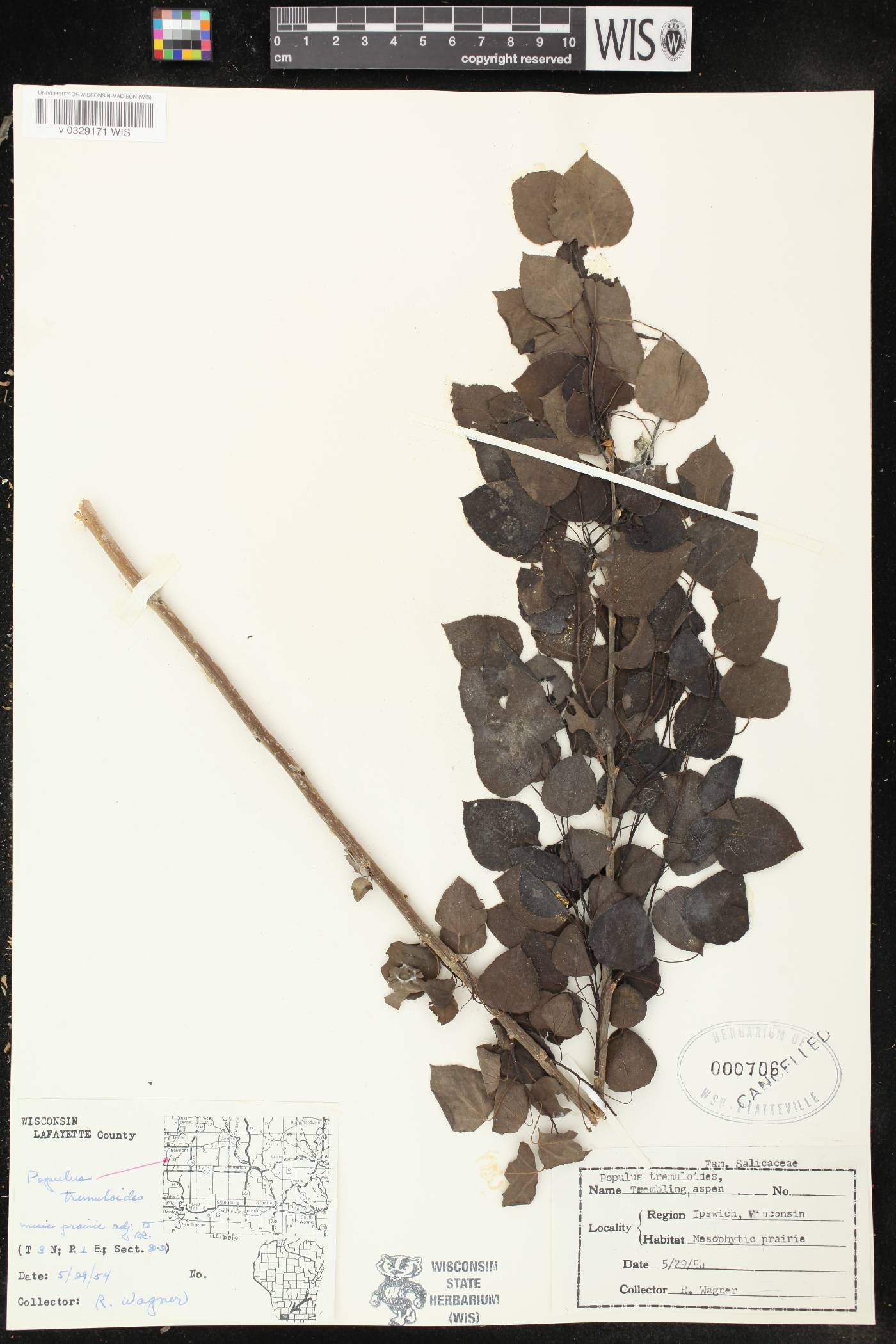 Populus tremuloides image