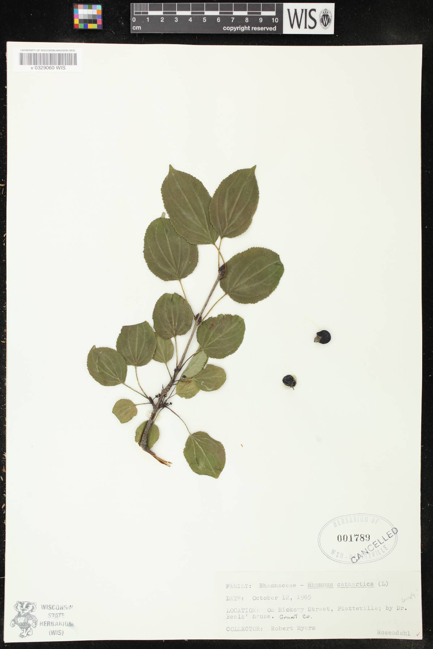 Rhamnus cathartica image