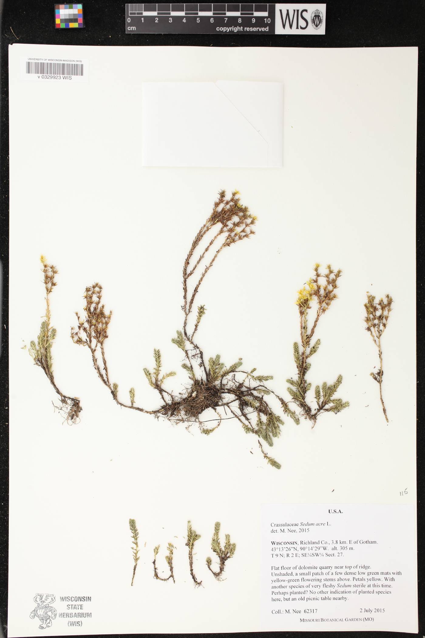 Sedum acre image