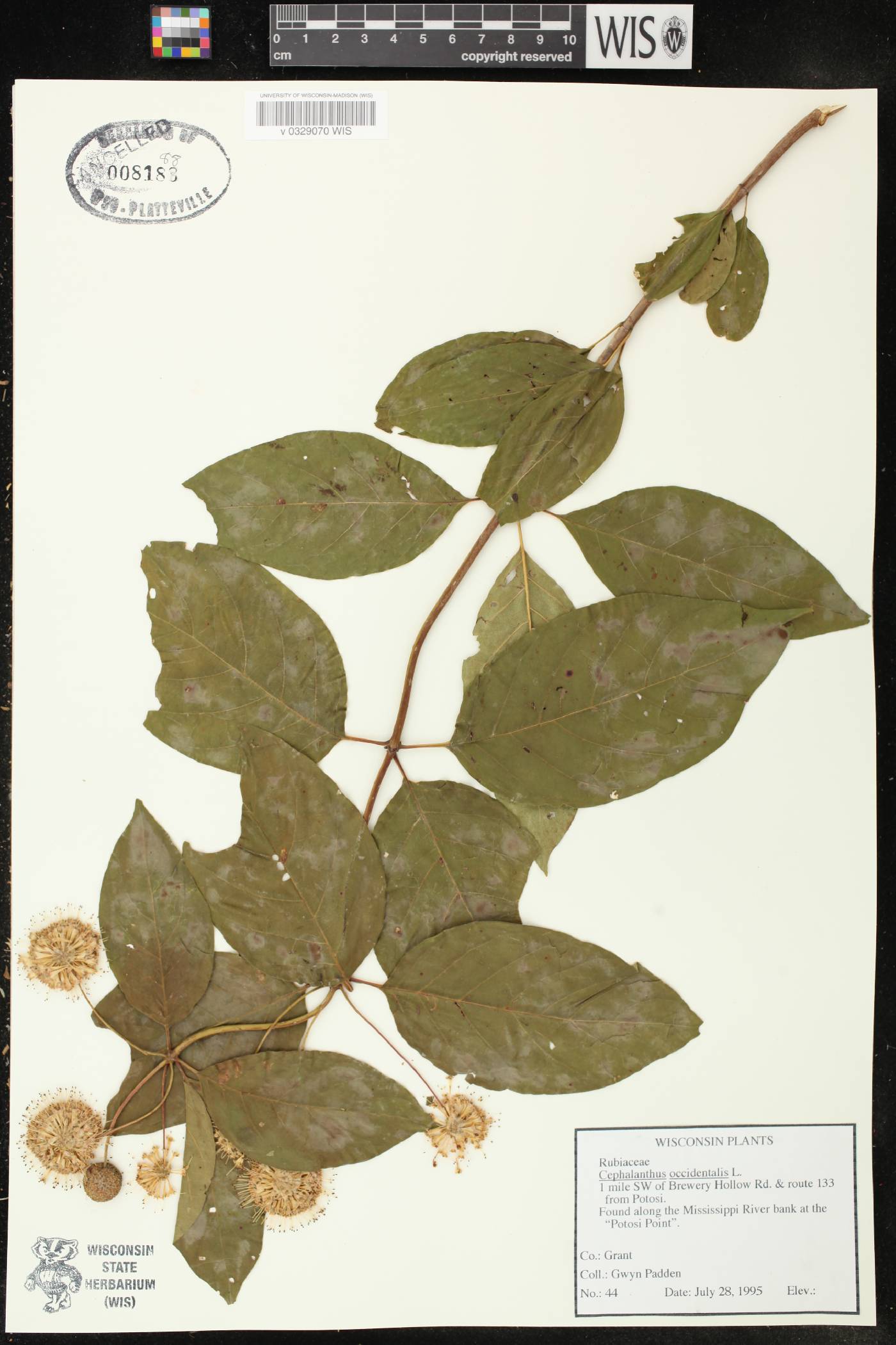 Cephalanthus occidentalis image