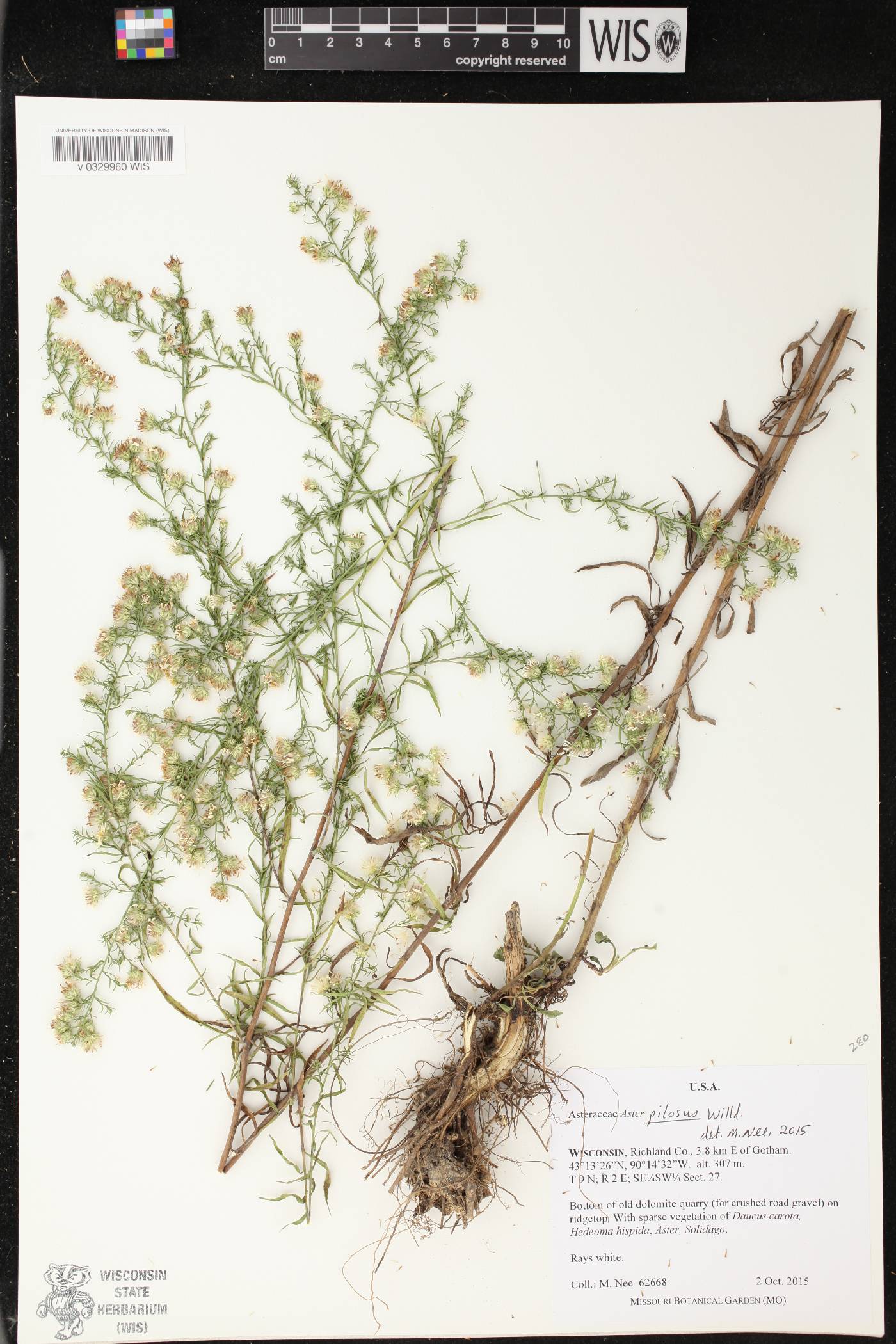 Symphyotrichum pilosum image