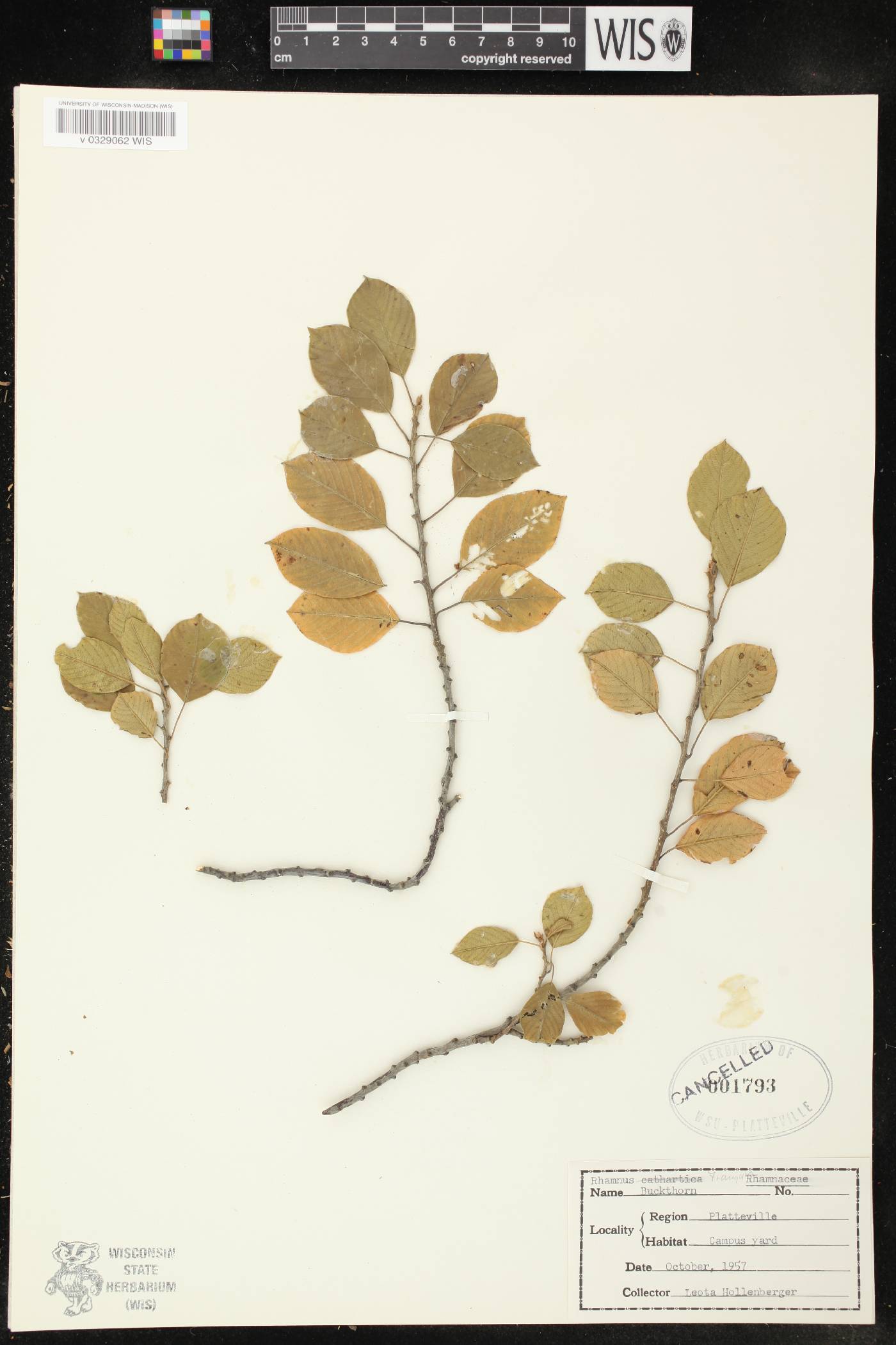 Frangula alnus image