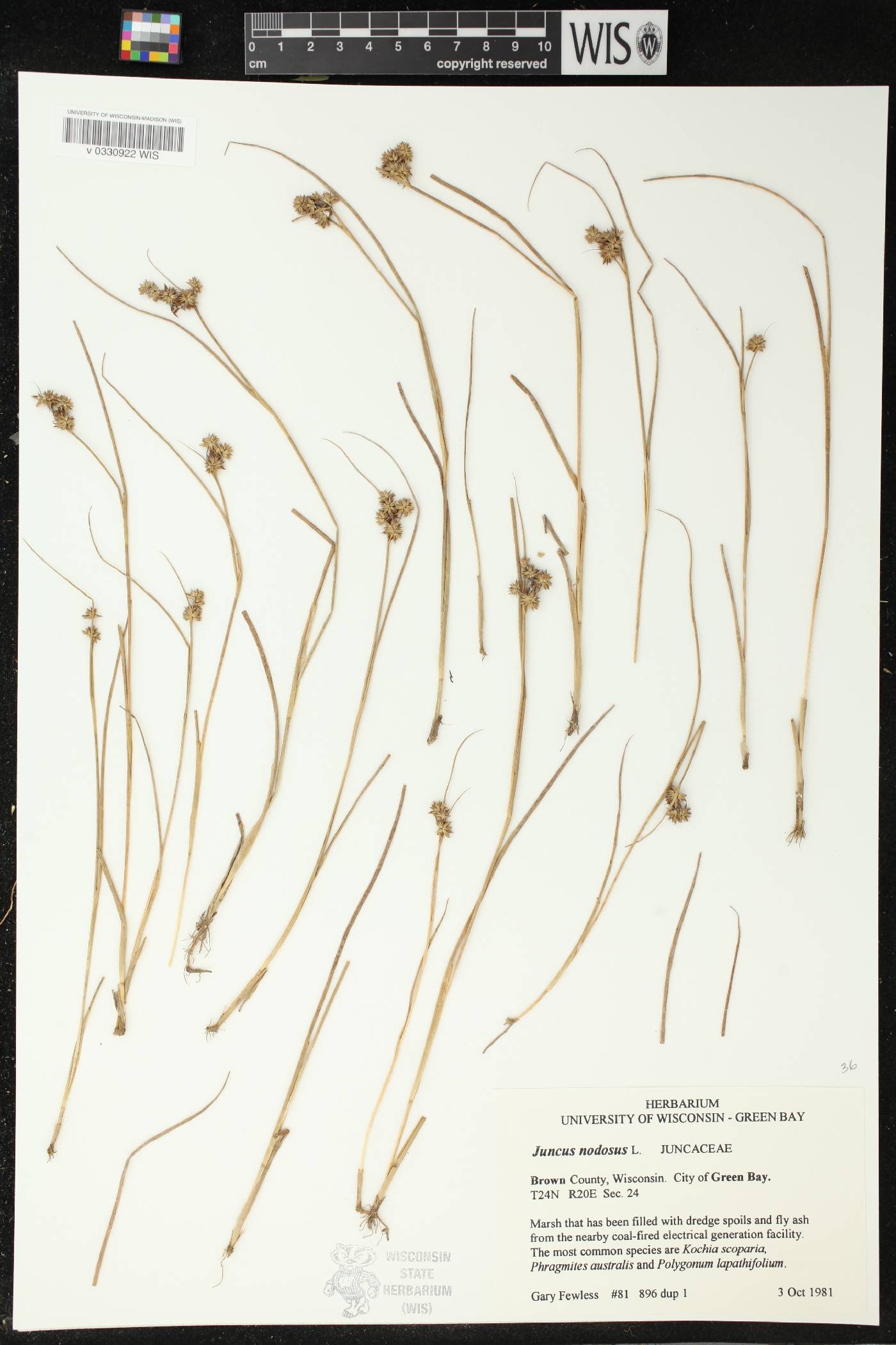 Juncus nodosus image