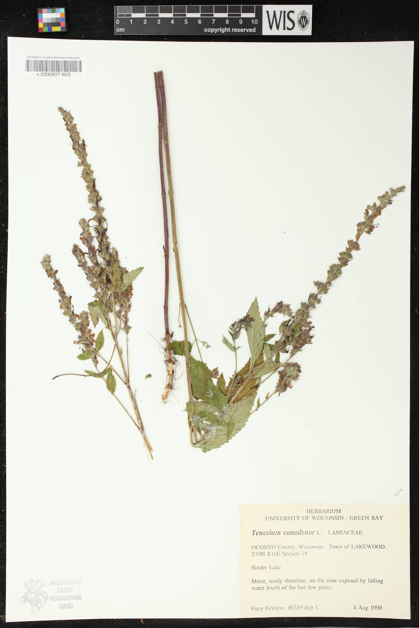 Teucrium canadense image