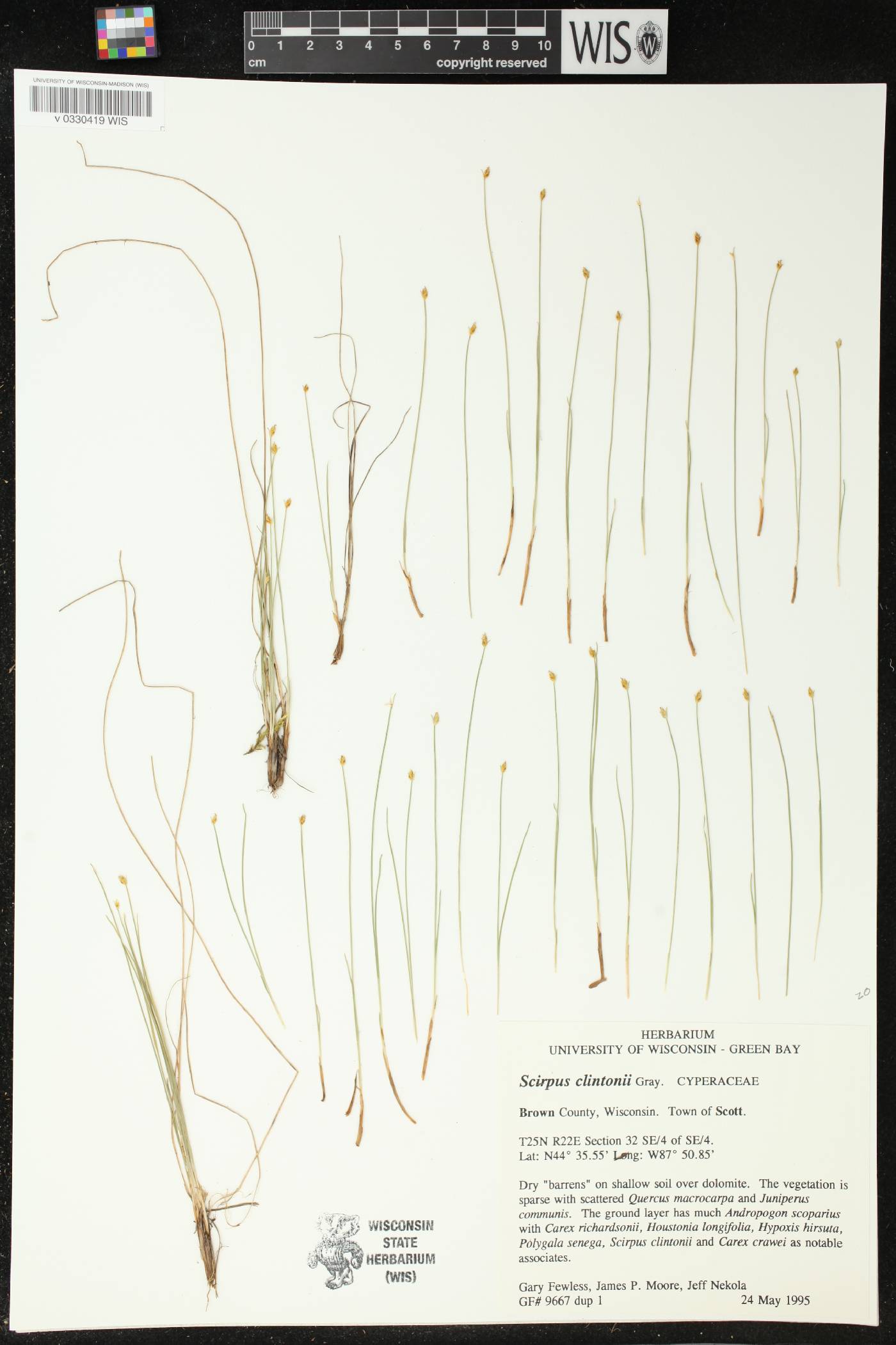 Trichophorum clintonii image