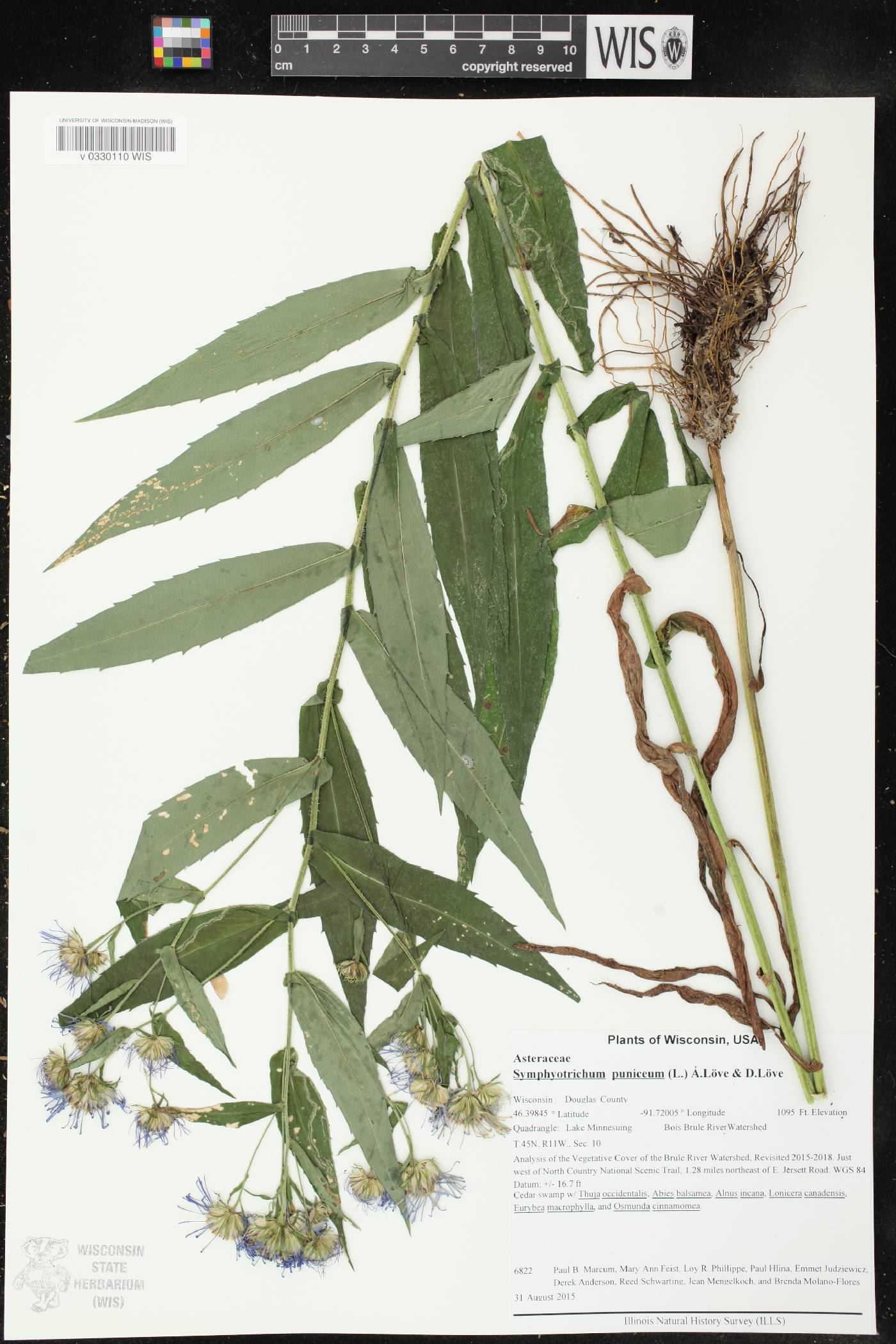 Symphyotrichum puniceum image