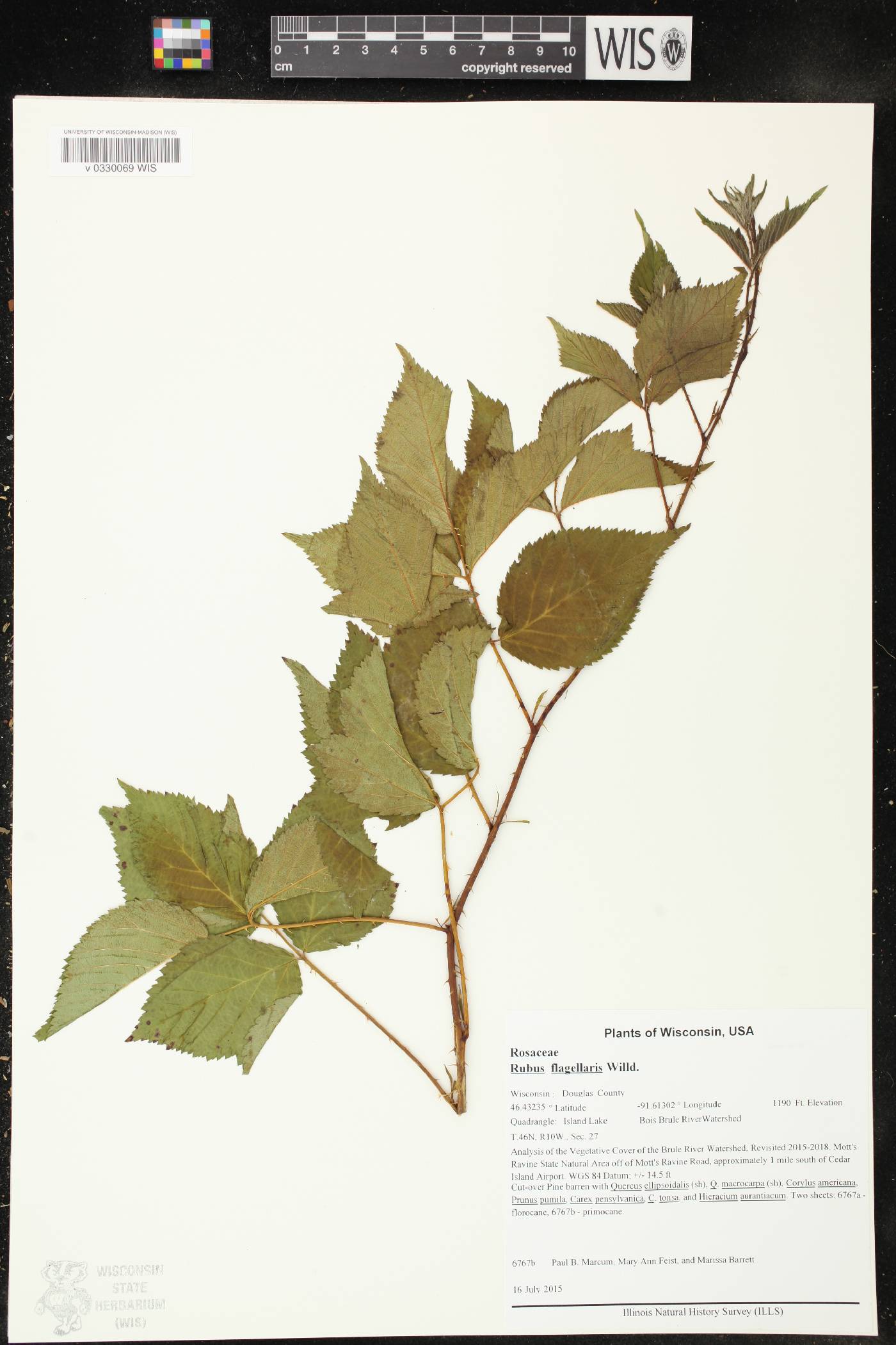 Rubus flagellaris image