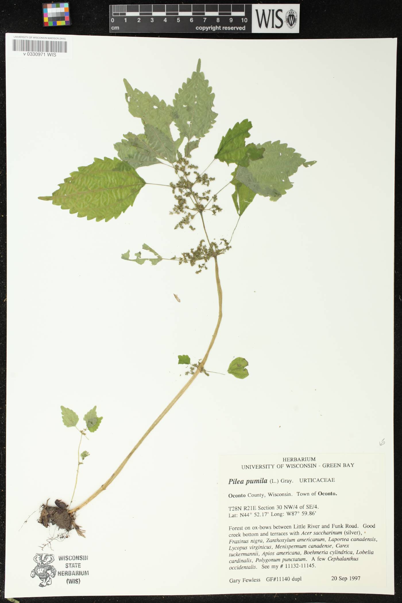 Pilea pumila image