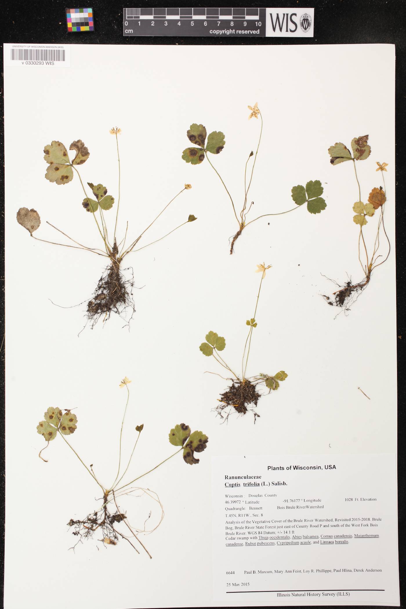 Coptis trifolia image
