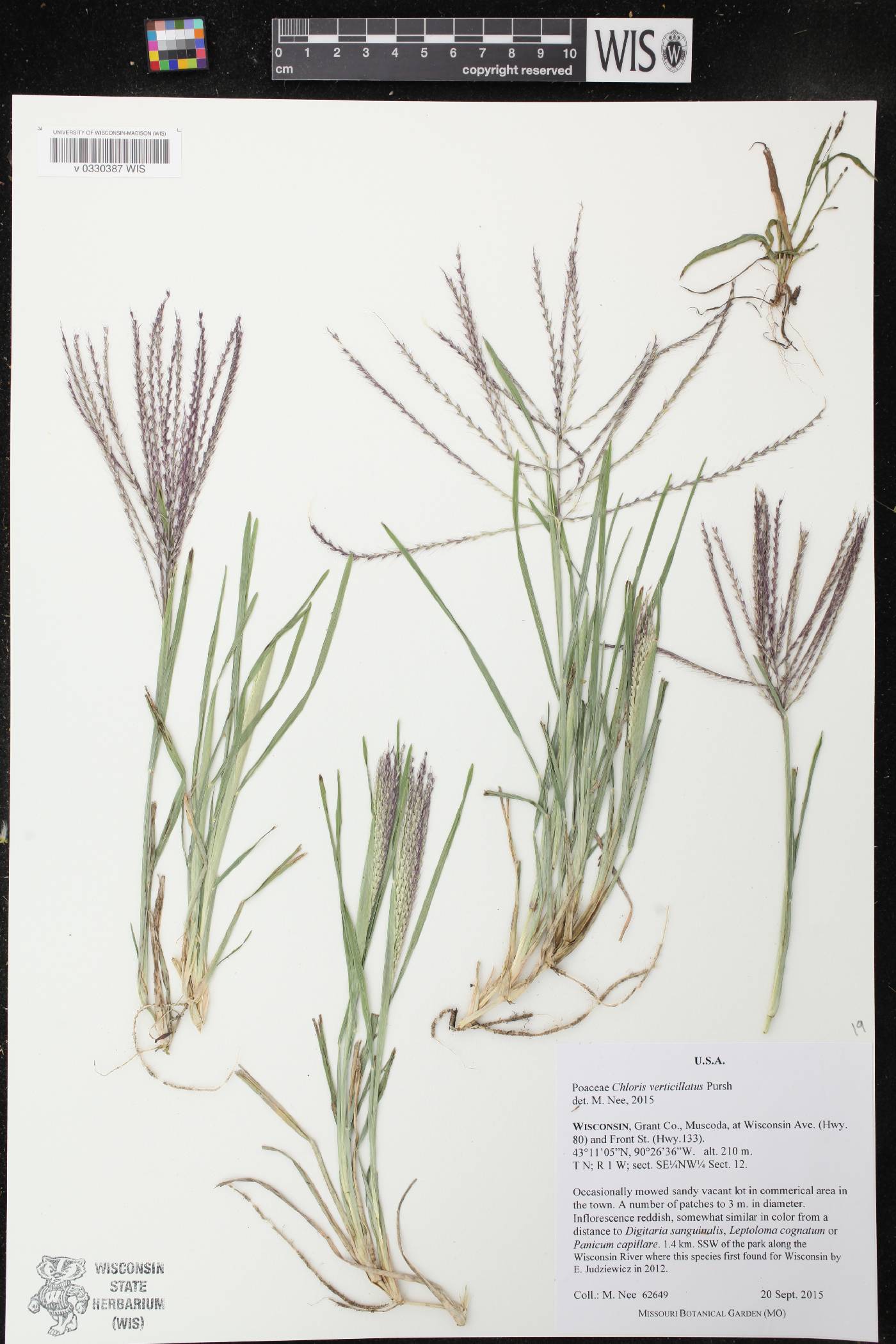 Chloris verticillata image